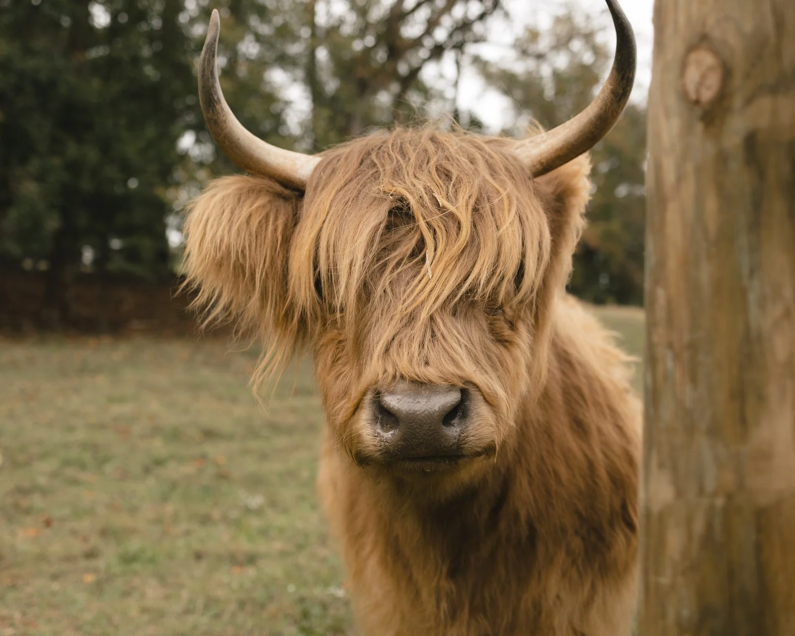 Close-up of a Highland cow with long, shaggy, reddish-brown fur and large curved horns, standing next to a tree in a grassy field.