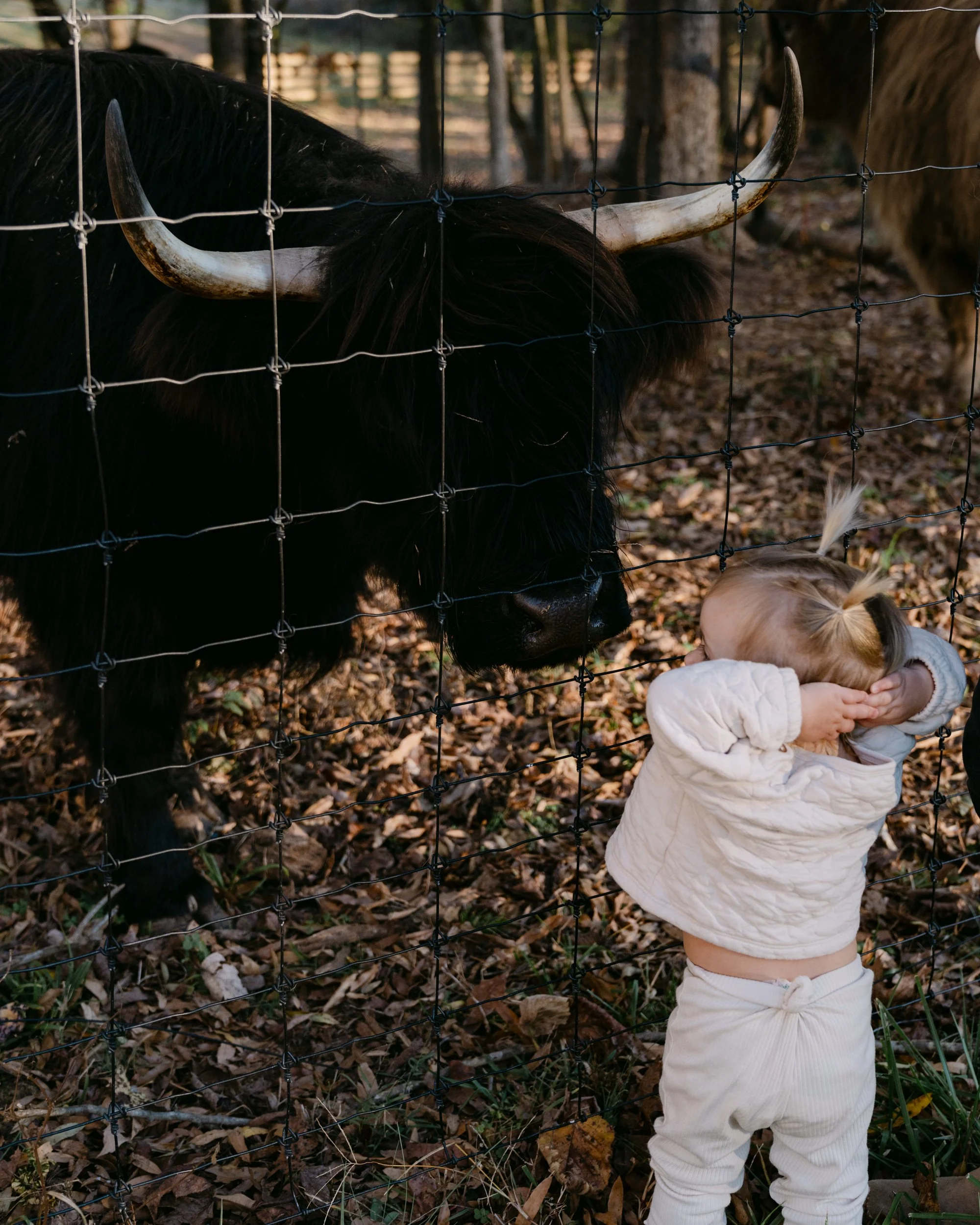 A young girl with blonde hair in pigtails standing behind a fence, touching noses with a black Highland cow with long horns.