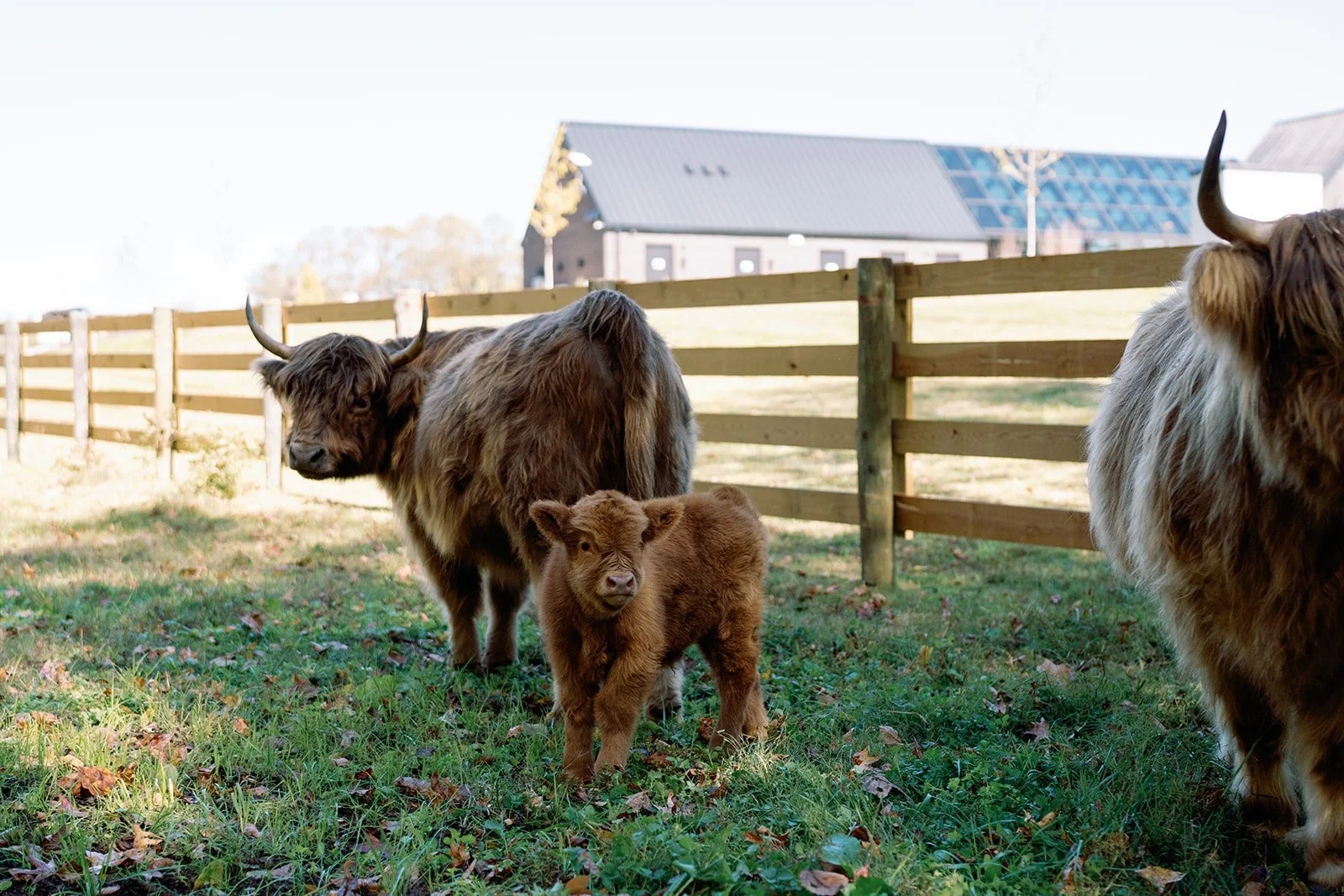 A Highland cow and a Highland calf standing in a grassy field with a wooden fence, with a building and trees in the background.