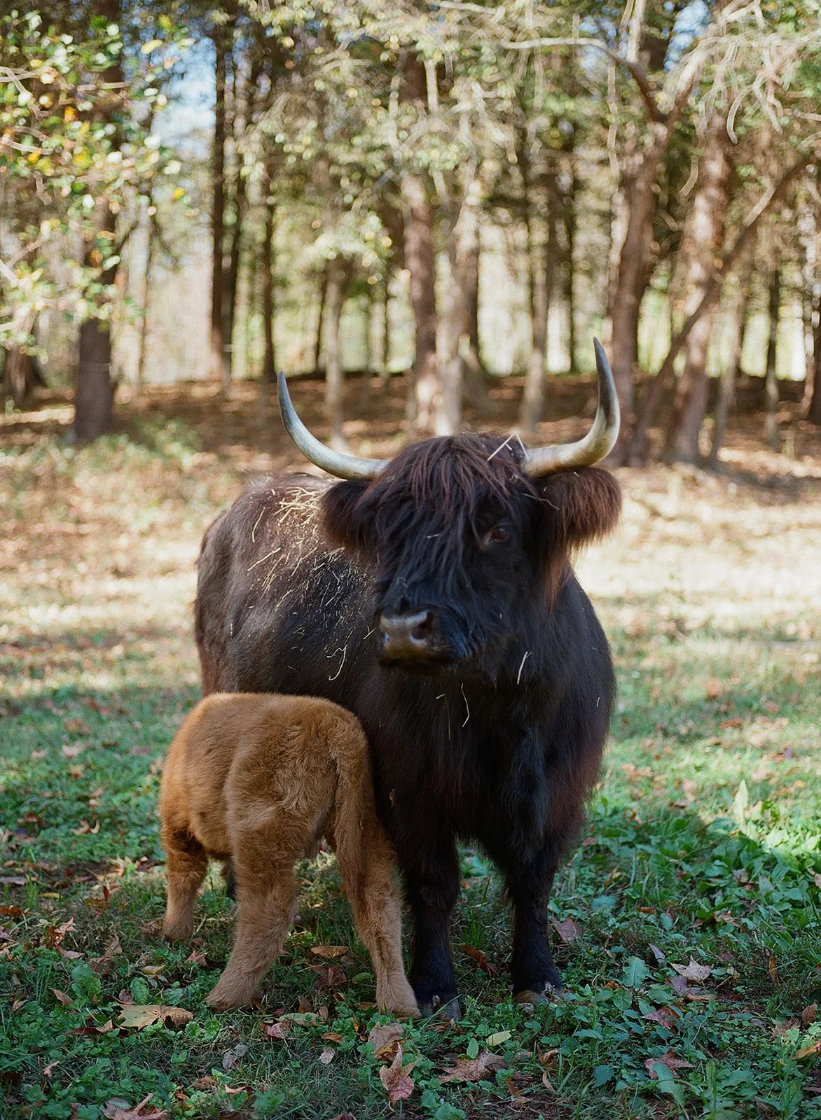 A Highland cow with black shaggy fur and curved horns standing on grass with a brown puppy nursing from it, in a wooded area with trees and fallen leaves.
