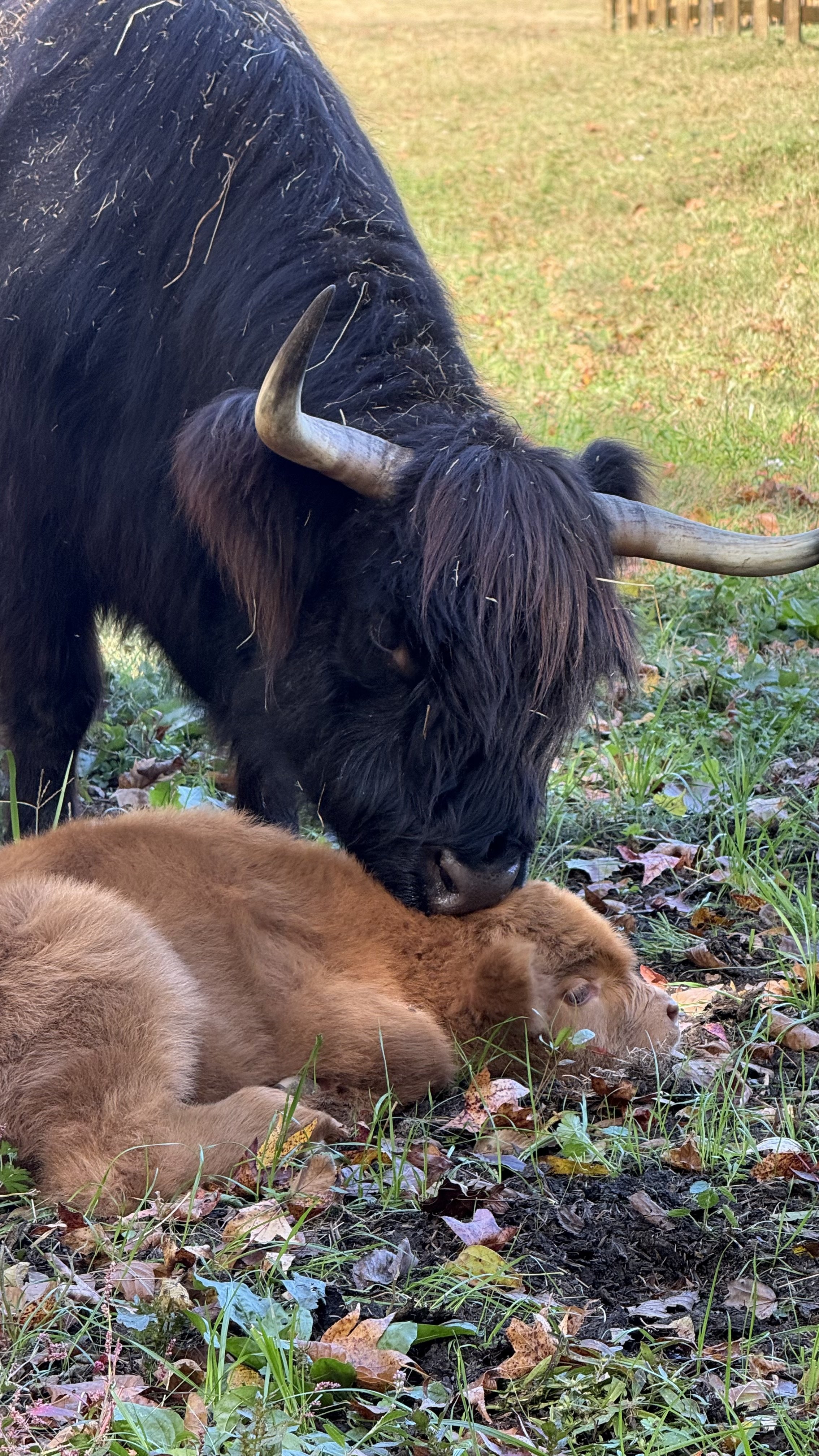 A black Highland cow with large curved horns and a furry frontal coat looks down at a resting brown calf lying on the ground among fallen leaves and green grass.