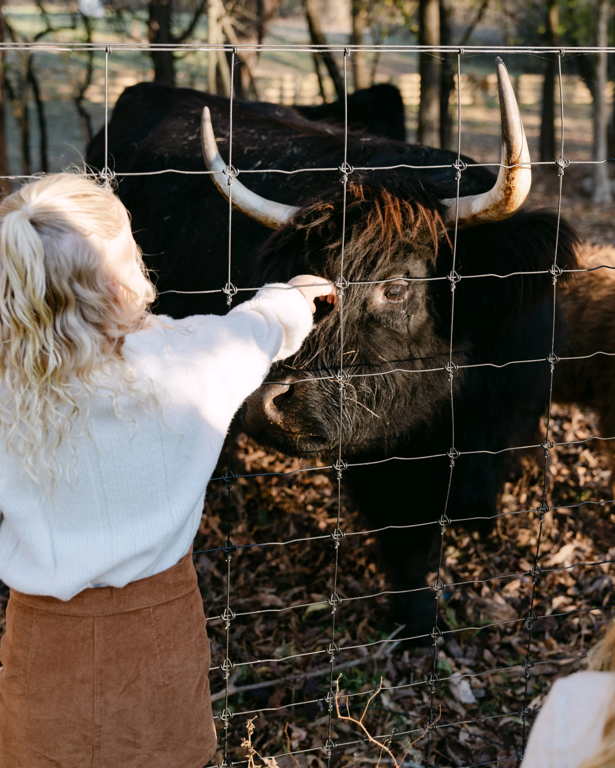 A young girl with blonde curly hair in a white sweater and brown skirt touching a buffalo through a metal fence in a farm setting.