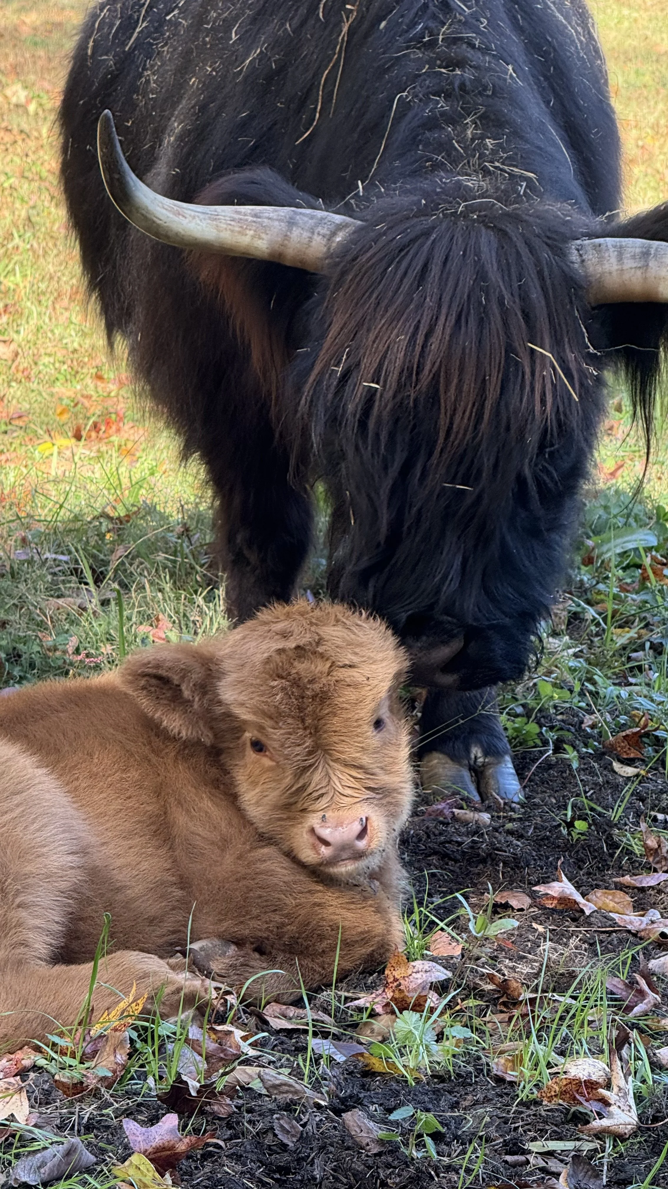 A large black buffalo with curved horns gently nuzzles a small brown calf lying on the ground among fallen leaves and grass.