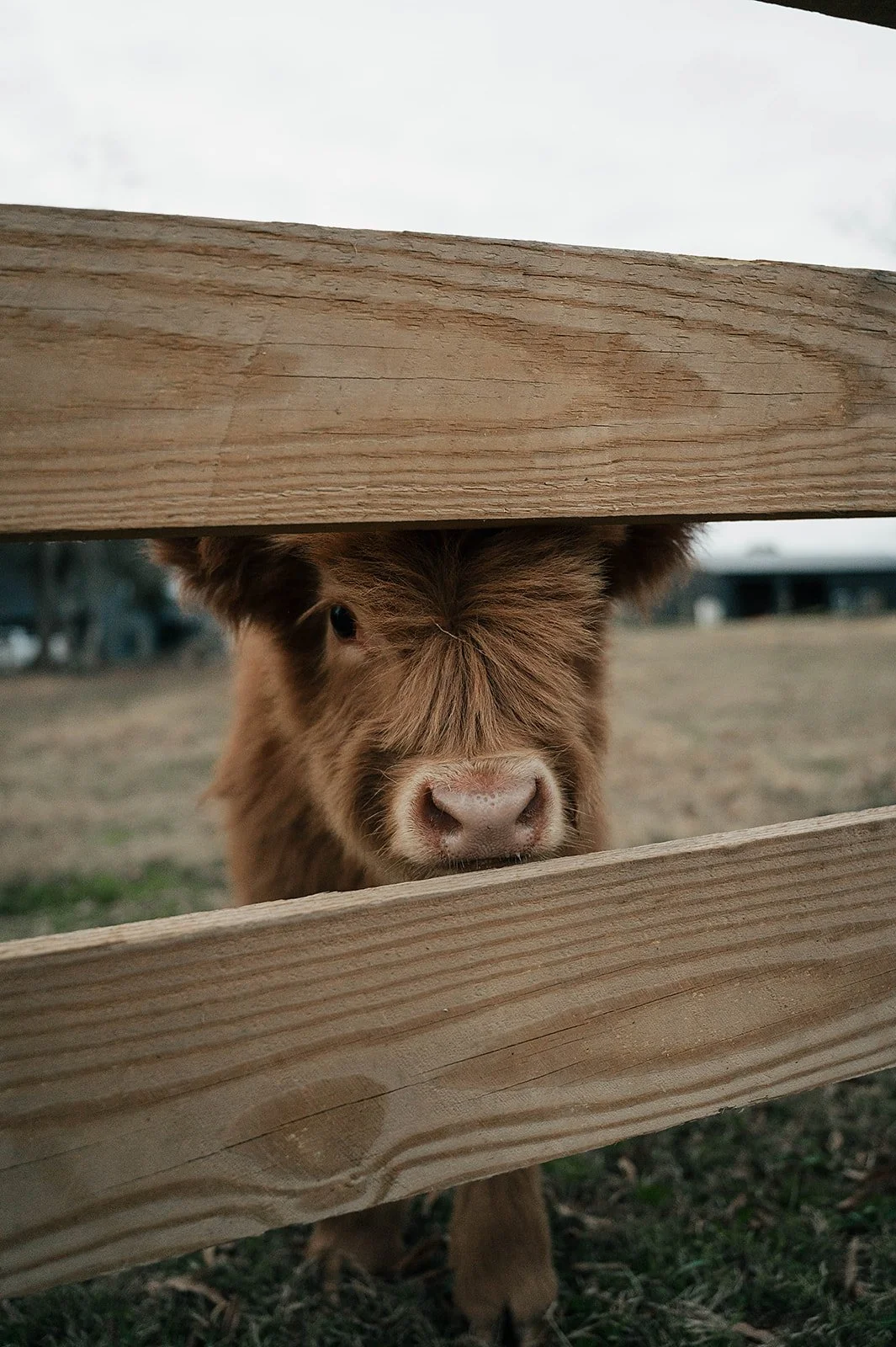 A brown Highland cow peeking through a wooden fence, with its nose and eyes visible.