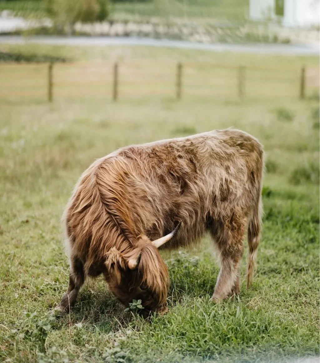 A Highland cow grazing in a grassy field with a fence and trees in the background.