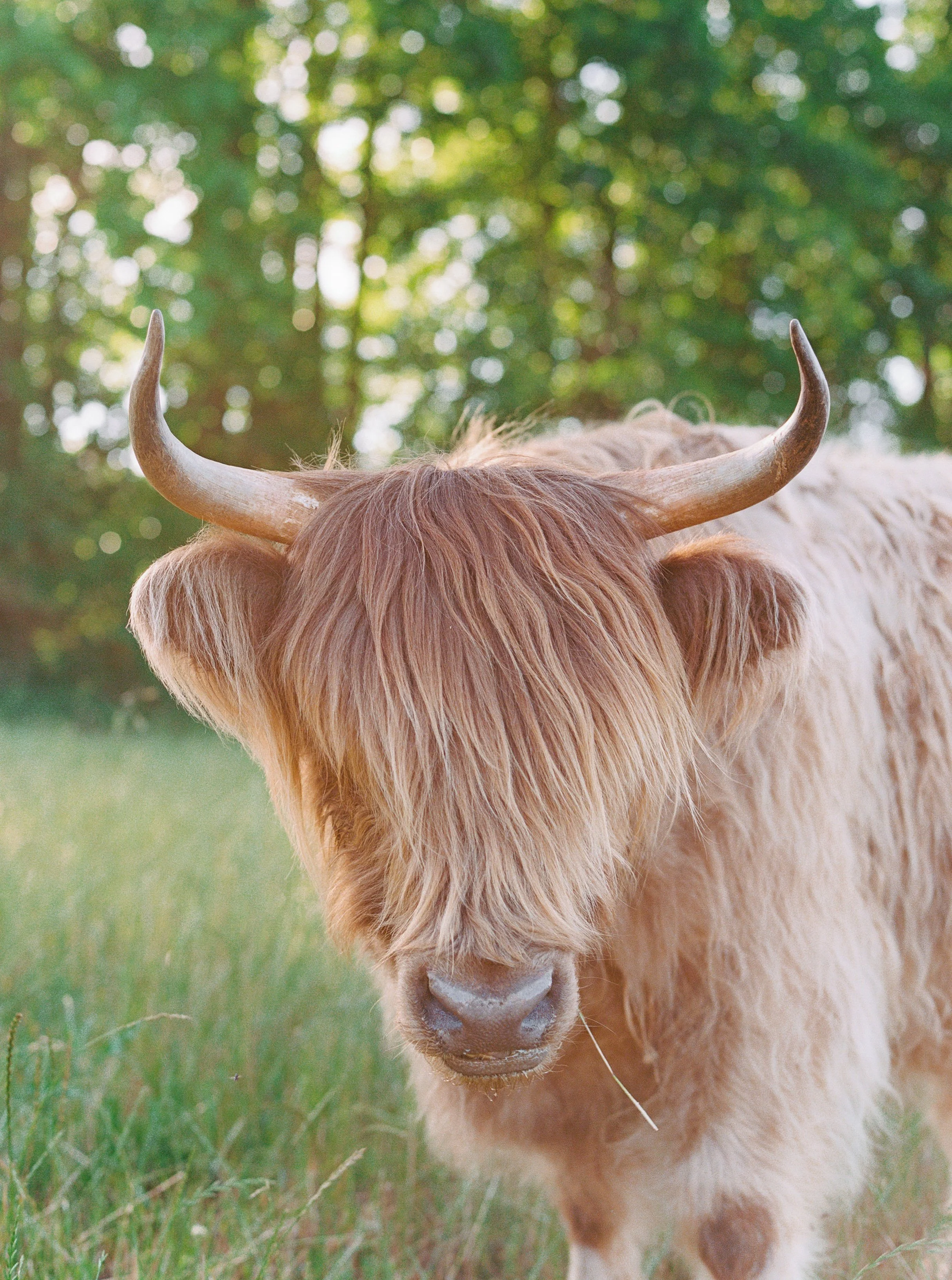 Close-up of a Highland cow with shaggy brown hair and long horns, standing on grass with a blurred green leafy background.
