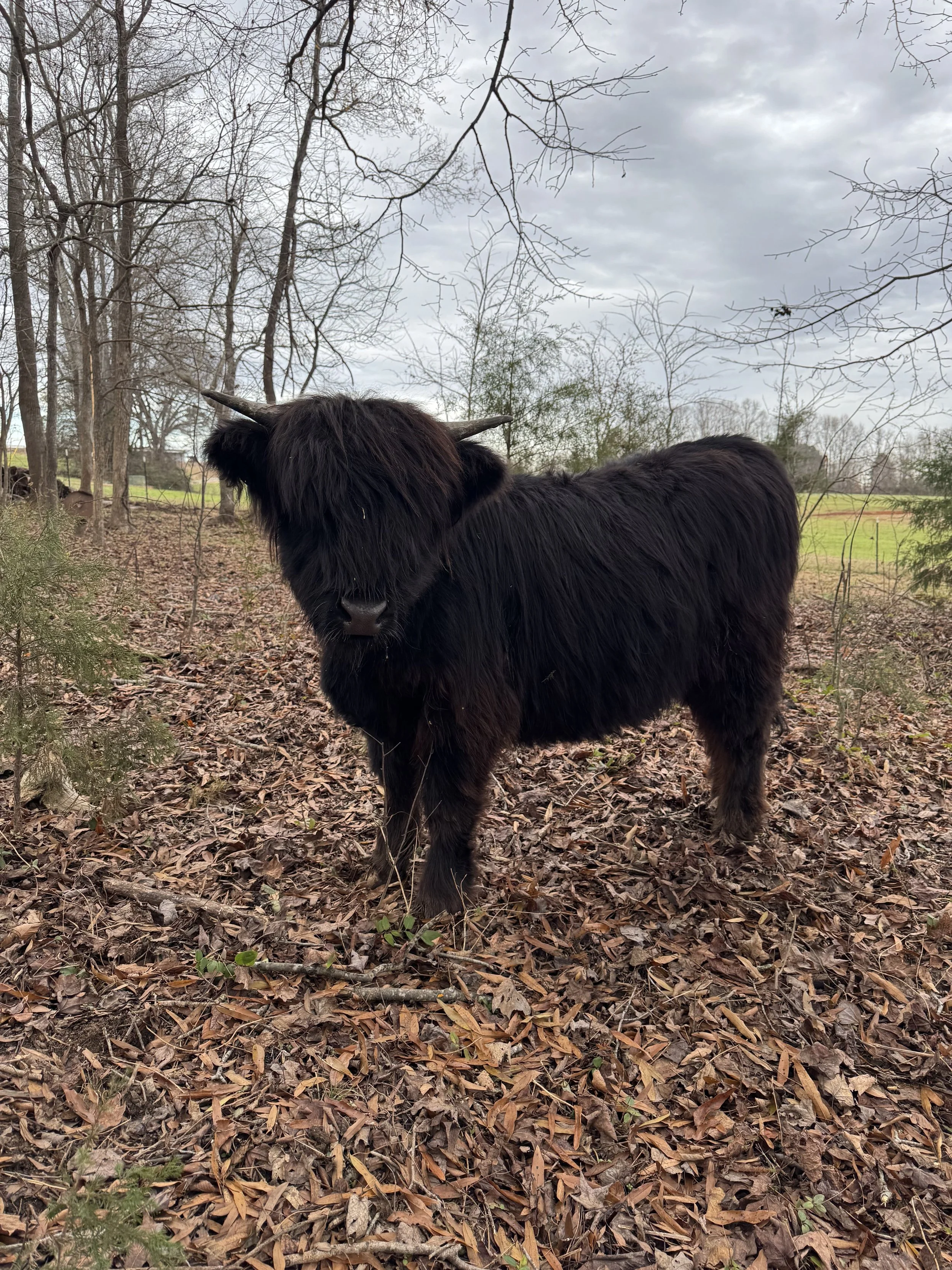 A black Highland cow standing on a leaf-covered forest floor with trees and cloudy sky in the background.