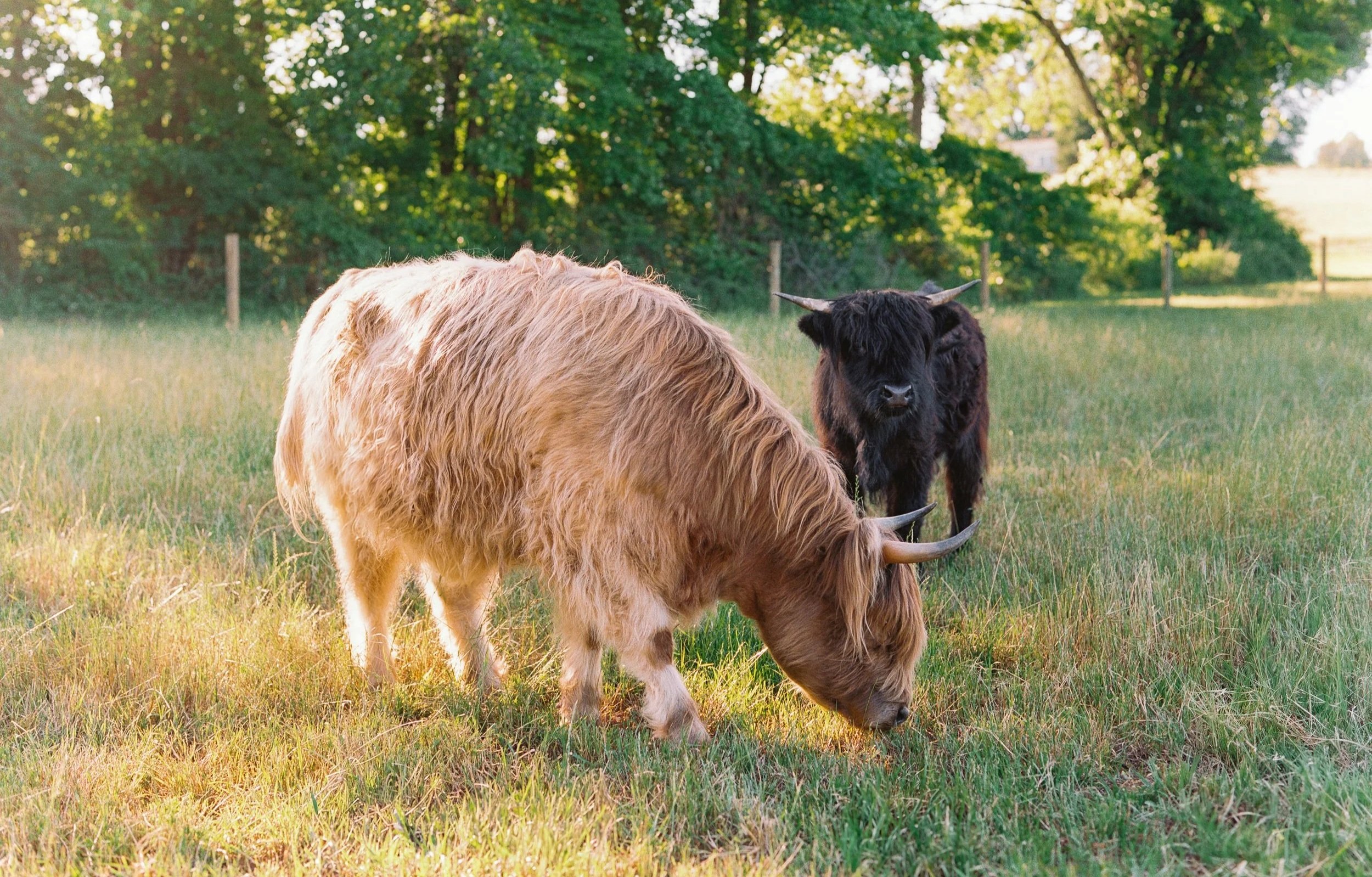 A Highland cow with a long, shaggy, light brown coat grazing on grass in a fenced pasture, with a black Highland cow standing nearby against a backdrop of green trees and a sunny sky.