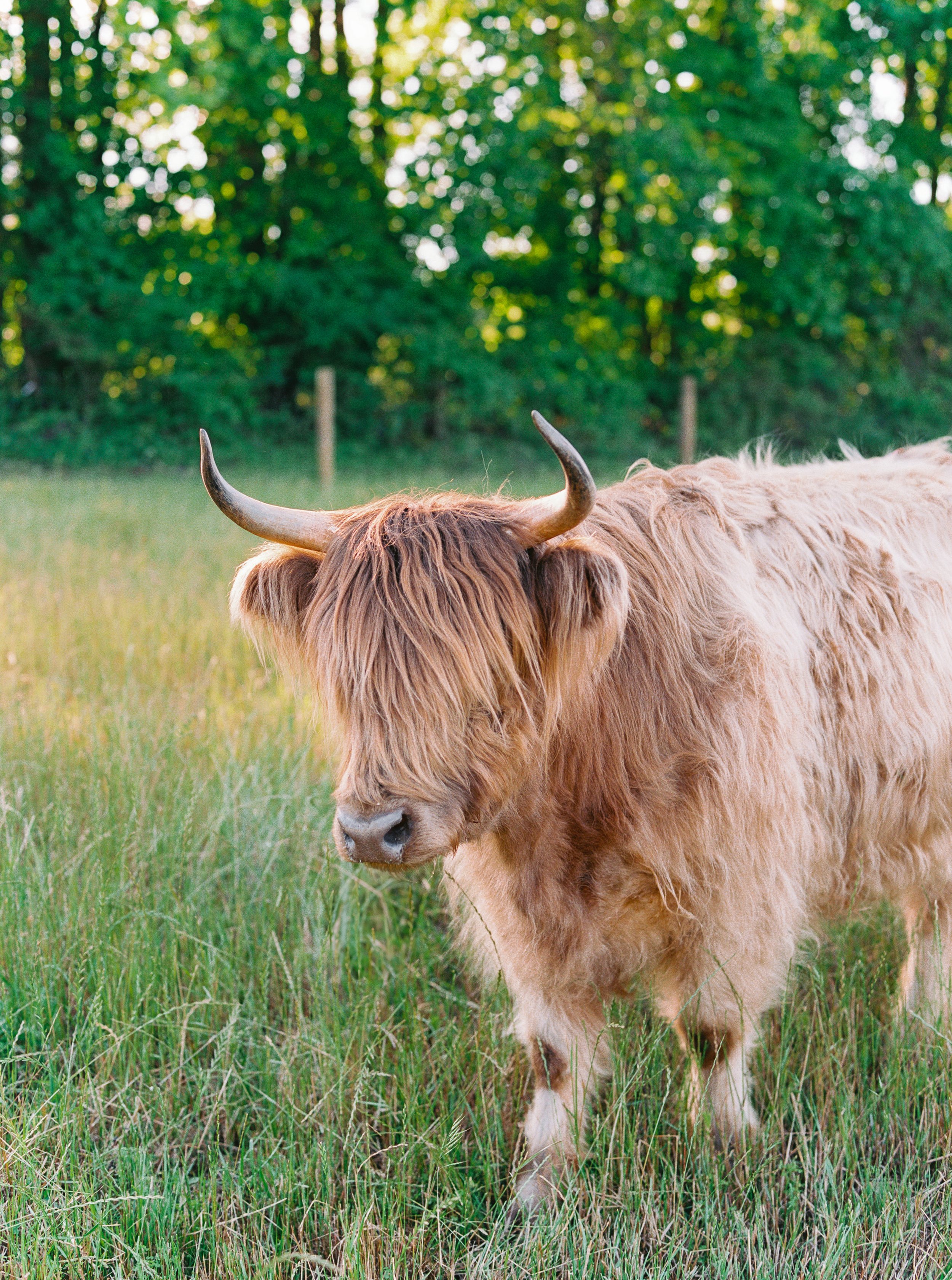 A Highland Cow standing in a grassy field with green trees in the background.