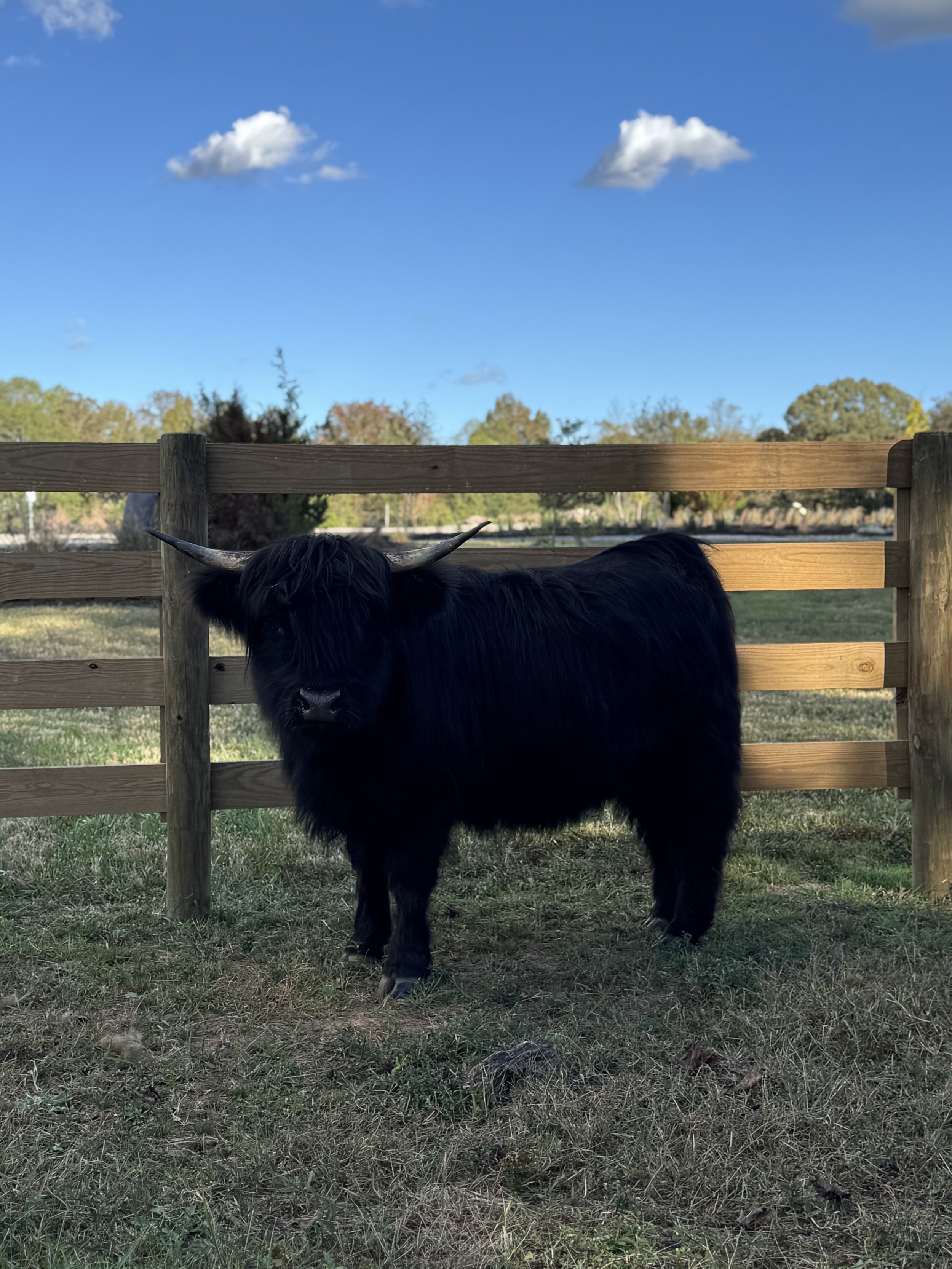 A black Highland cow standing on grass in front of a wooden fence under a blue sky with a few clouds.