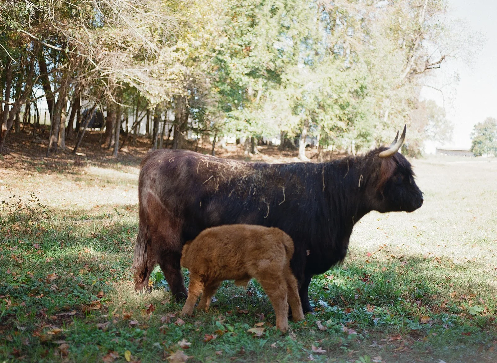 A bison and a calf standing on grass in a wooded area with sunlight filtering through the trees.