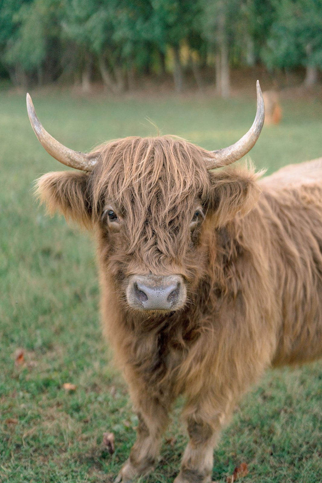 A Highland cow with long, shaggy brown hair and curved horns standing on green grass.