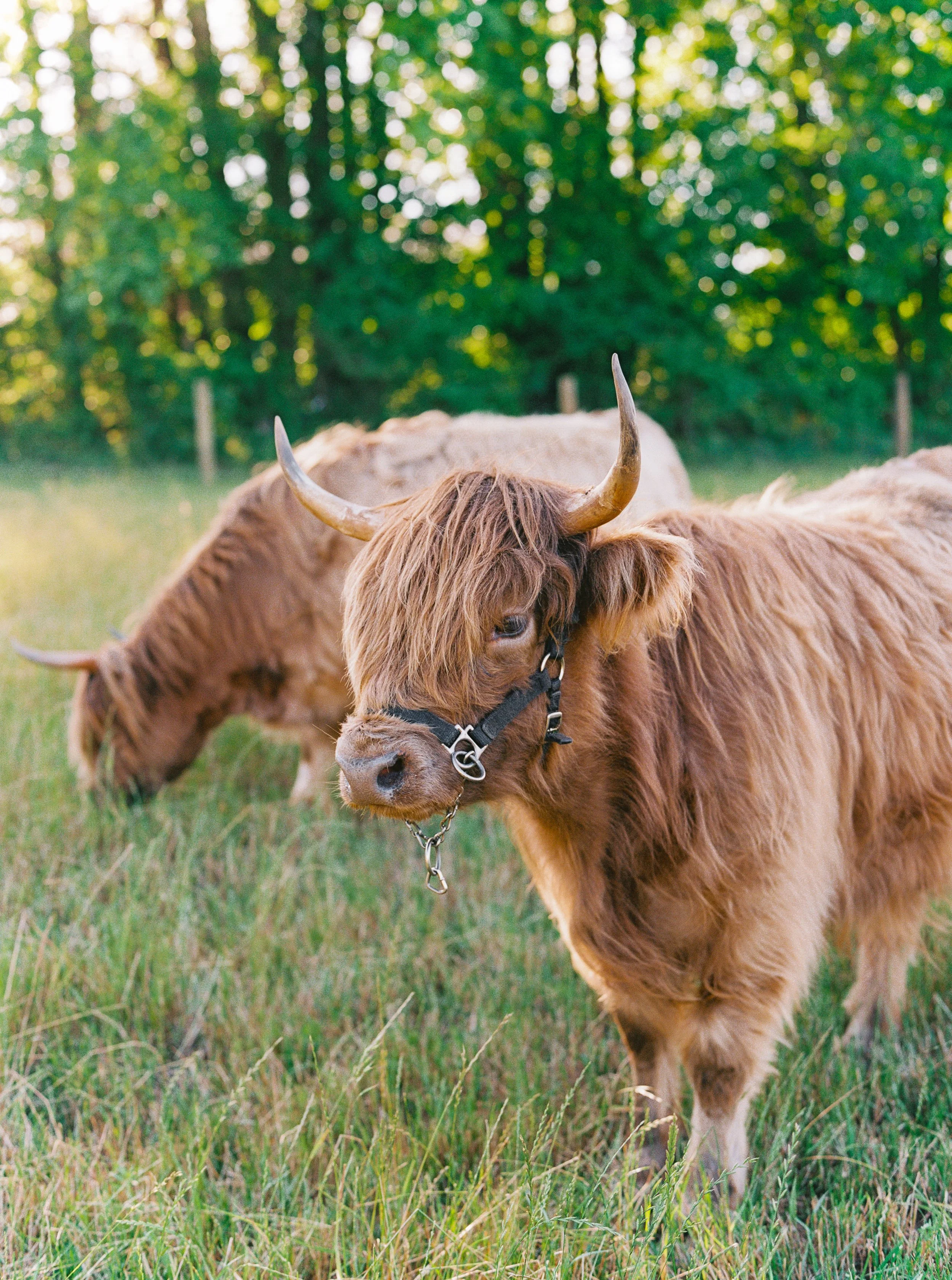 Two Highland cattle grazing in a field with trees in the background.