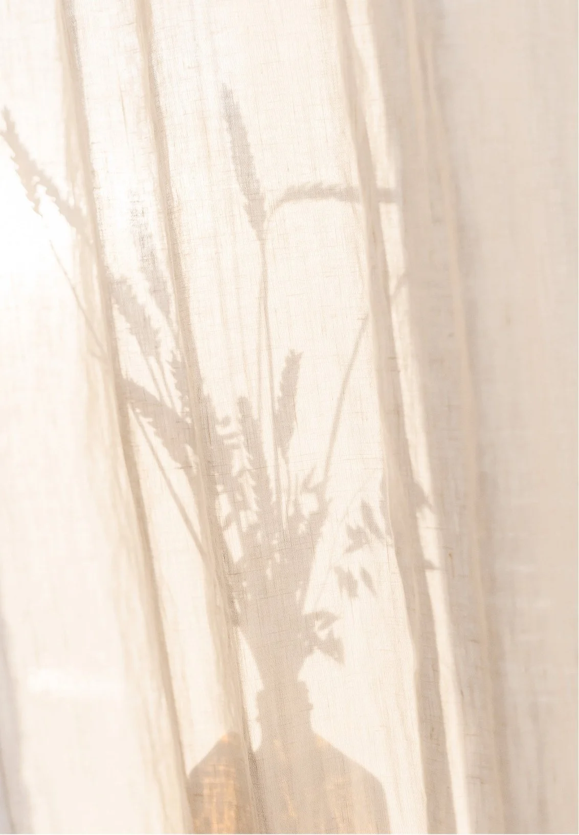 Shadow of a plant on a sheer curtain with sunlight coming through.