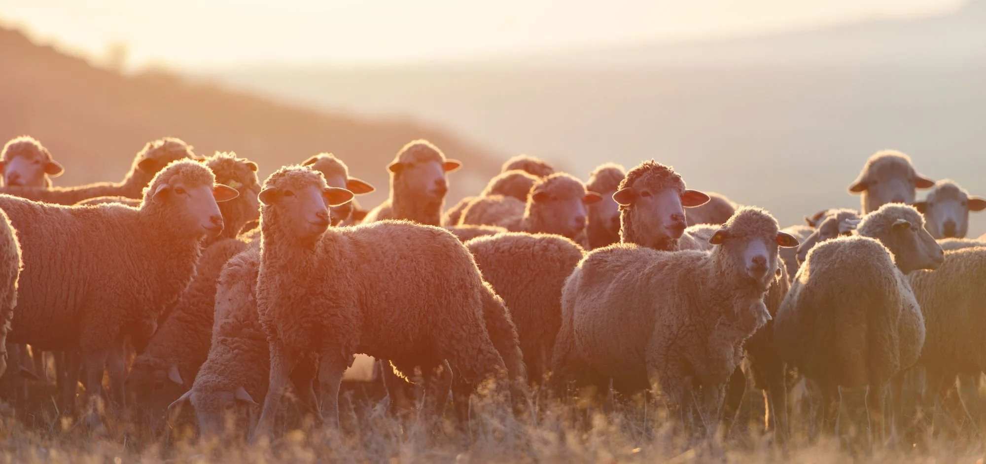Scapegoats &amp; Black Sheep: How EMDR Can Help if You Were Always the One to Blame