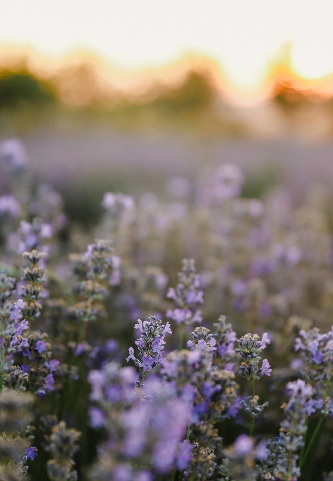 Close-up of lavender flowers with a blurred sunset background.