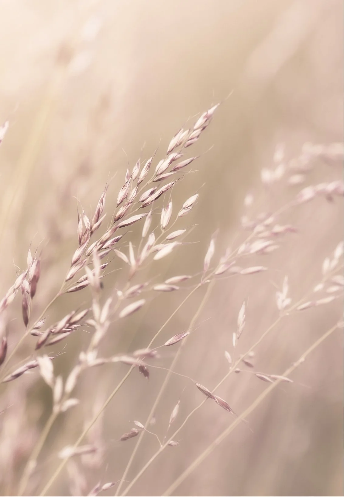 Close-up of pale pink and beige wild grass with soft blurred background.