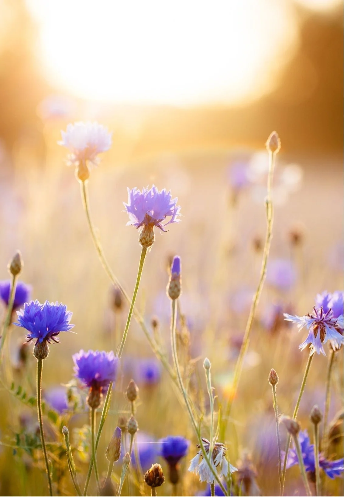 Close-up of purple wildflowers in a field, illuminated by warm sunlight at sunset.