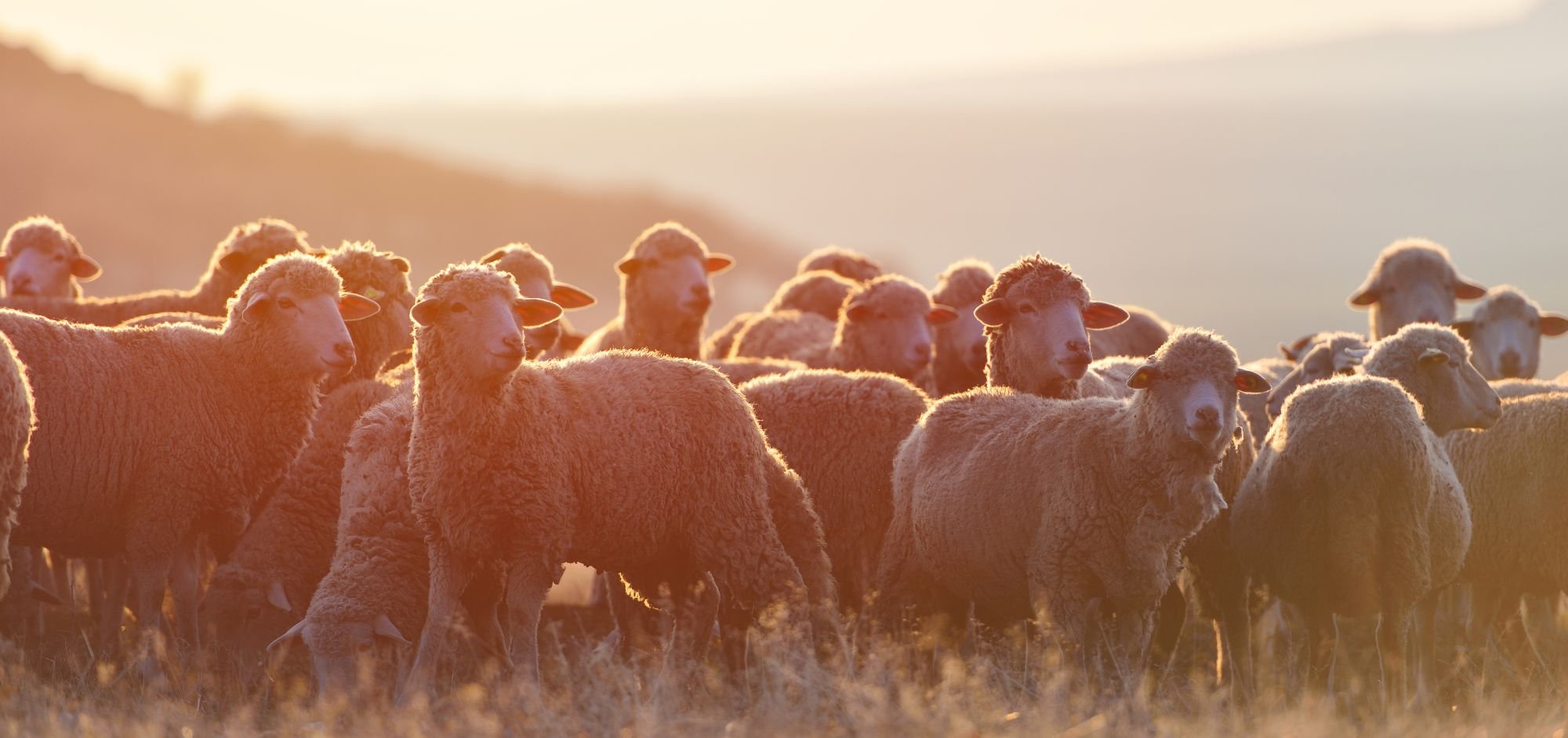 EMDR Intensives for family scapegoats