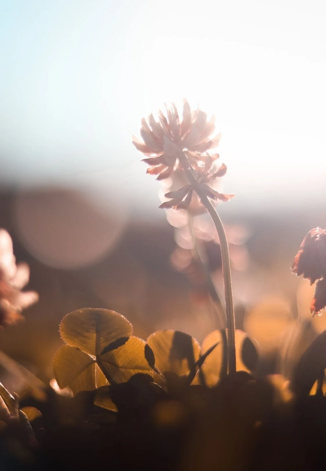 A close-up photo of a pink flower with sunlight behind it, surrounded by yellowish leaves.