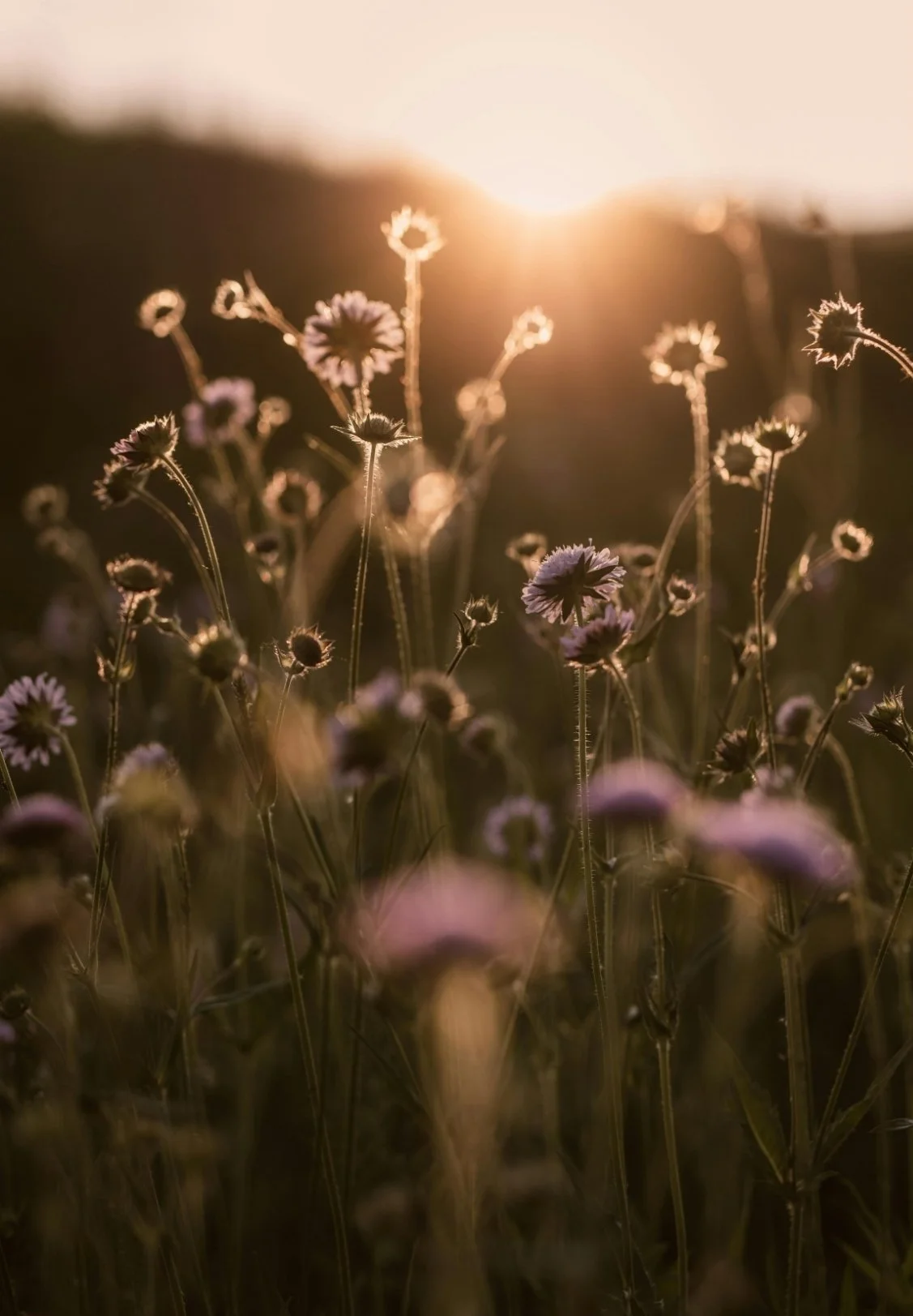 Wildflowers in a field at sunset, backlit with warm golden light.