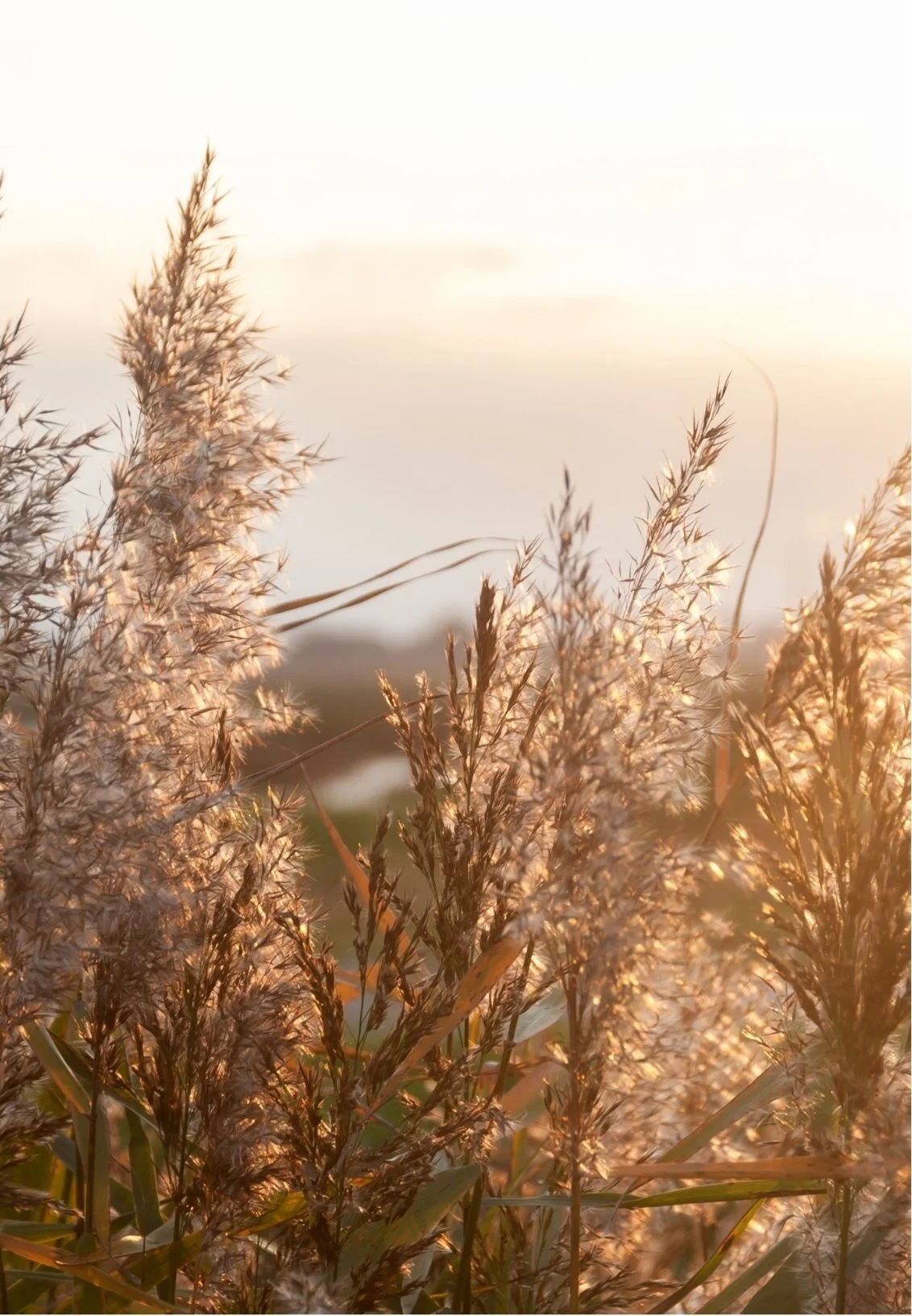 Close-up of tall grass or reeds illuminated by warm sunlight during sunset or sunrise.