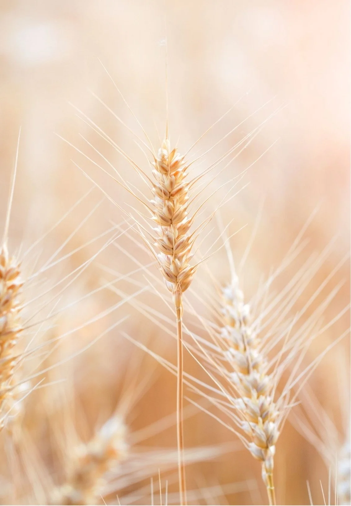 Close-up of wheat stalks in a field with a warm, beige background.