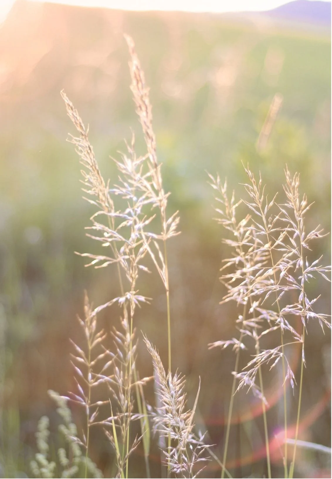 Close-up of tall grass with seed heads, backlit in soft sunlight, creating a warm, dreamy atmosphere.