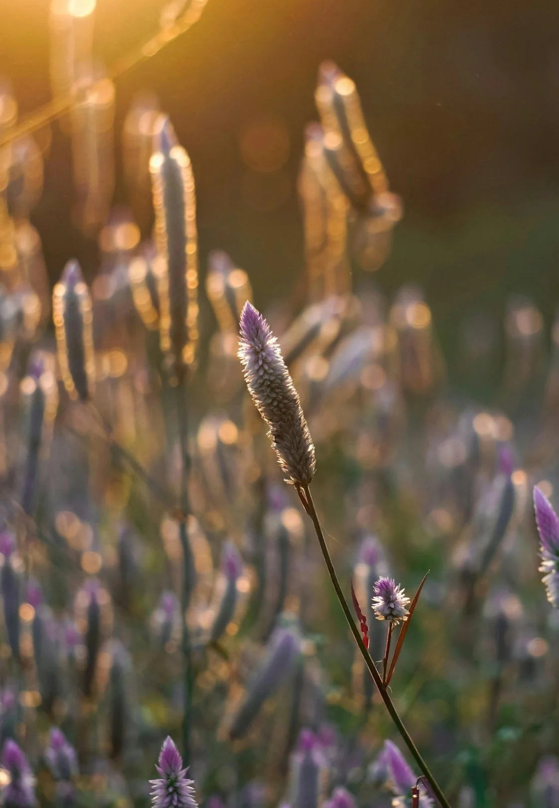 Close-up of a wild grass stem with purple-tipped seed head, backlit by warm sunlight.