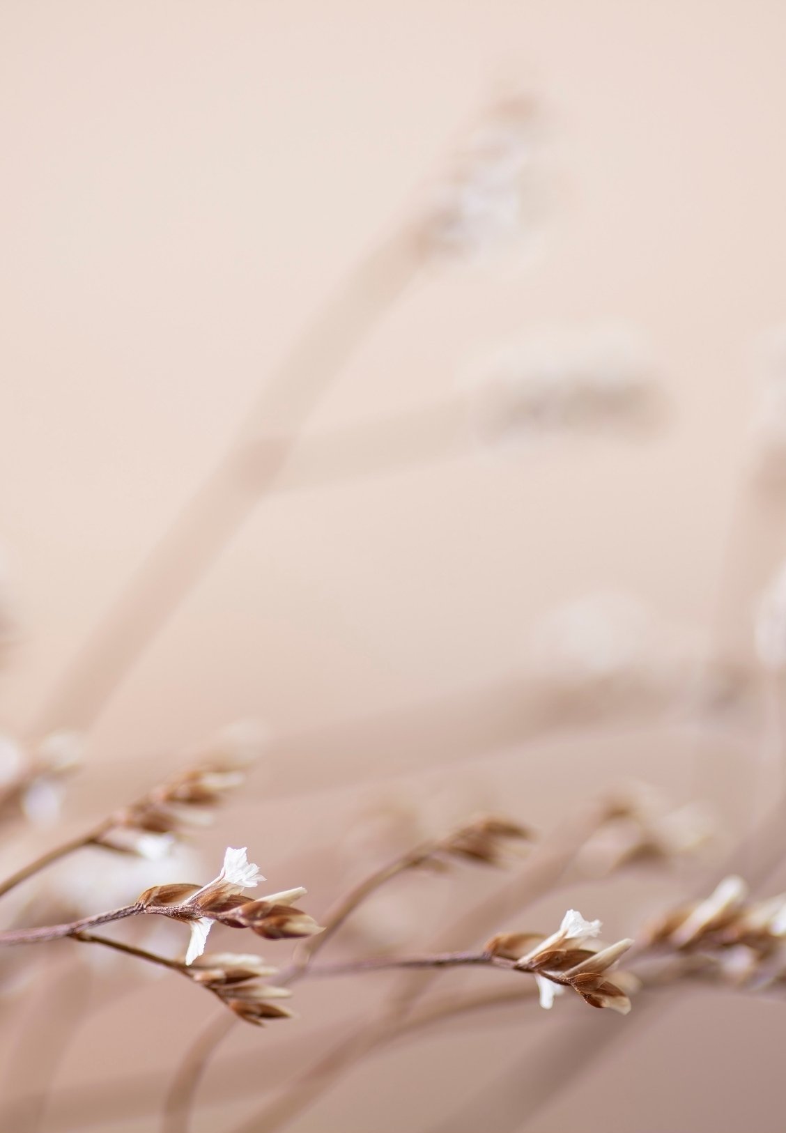 Close-up of dry beige and white grass stems with small white flowers against a neutral background.