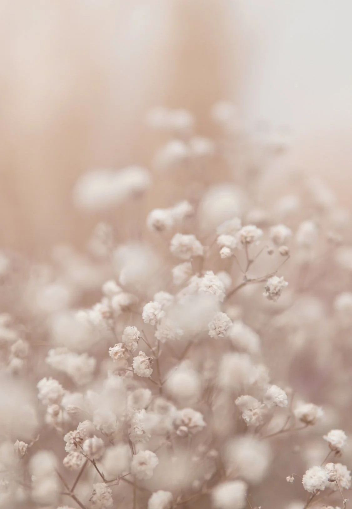 Close-up of small white flowers with a soft, blurred background.