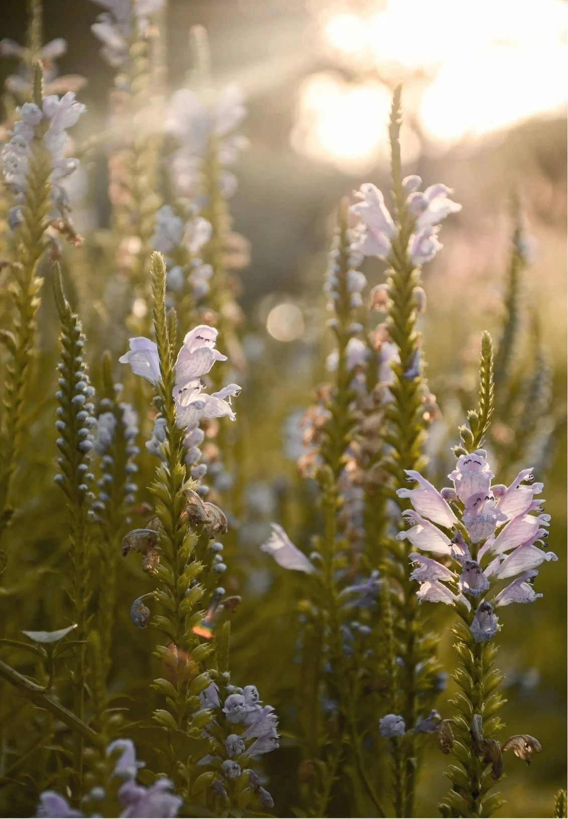 Close-up of lavender flowers blooming at sunset, with sunlight shining through the stems.