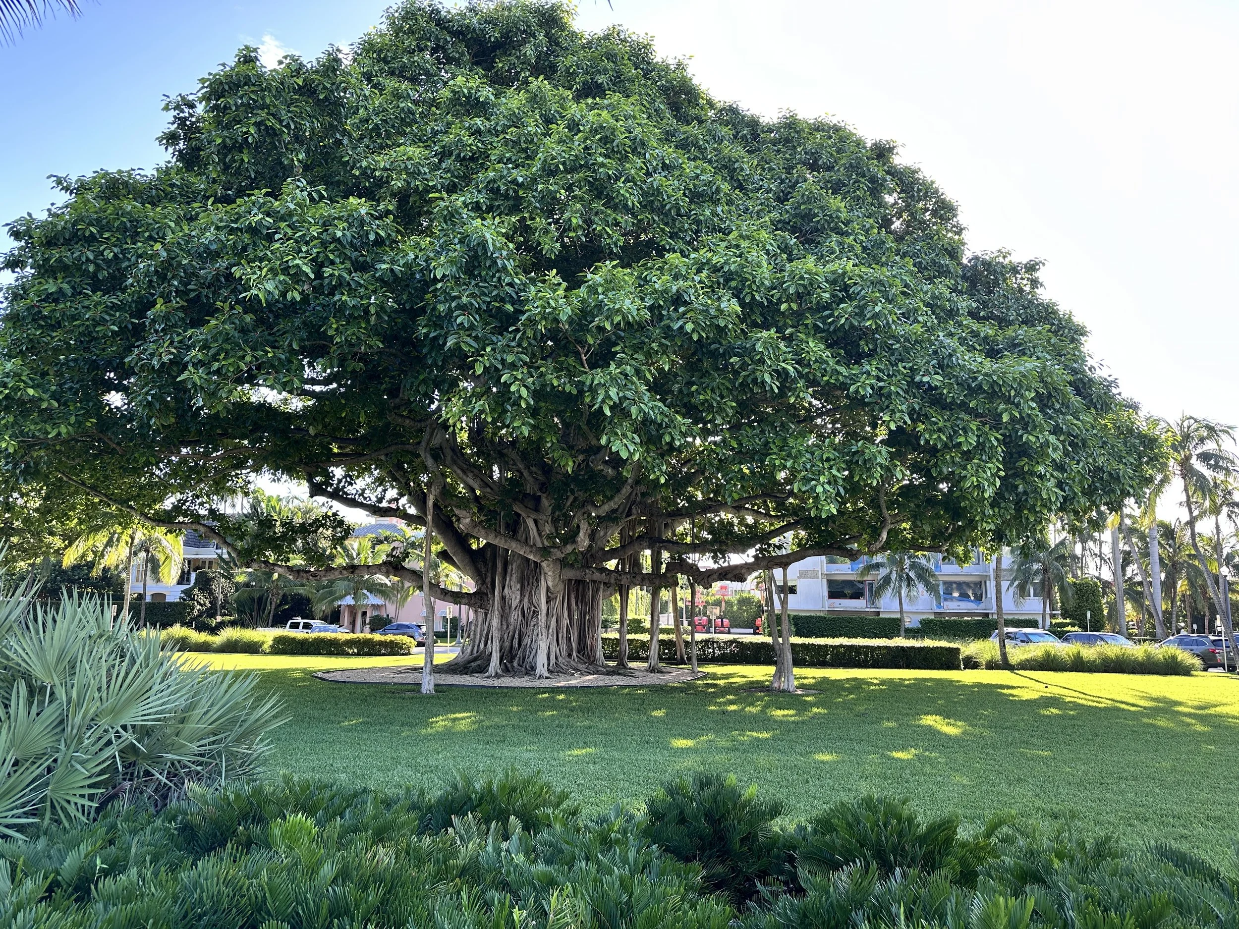 Large lush green tree with a thick trunk and dense canopy of leaves in a landscaped park. Surrounding are smaller trees, shrubs, and neatly maintained grass, with buildings and parked cars in the background under a clear blue sky.