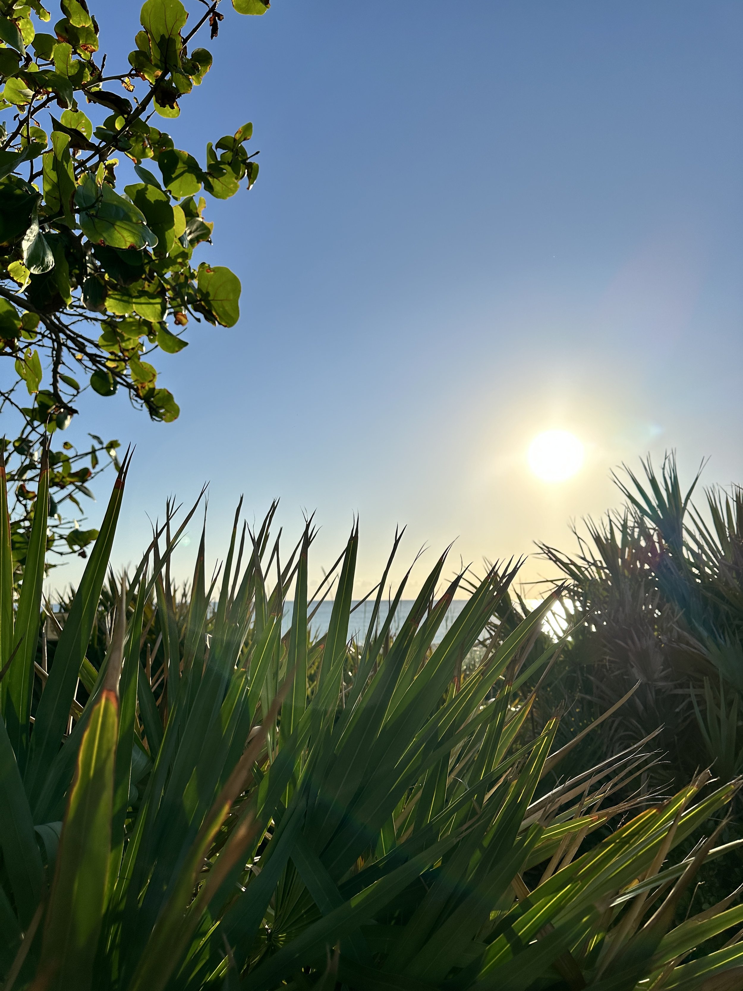 Sunrise or sunset over a beautiful Palm Beach Florida beach with green plants and trees in the foreground