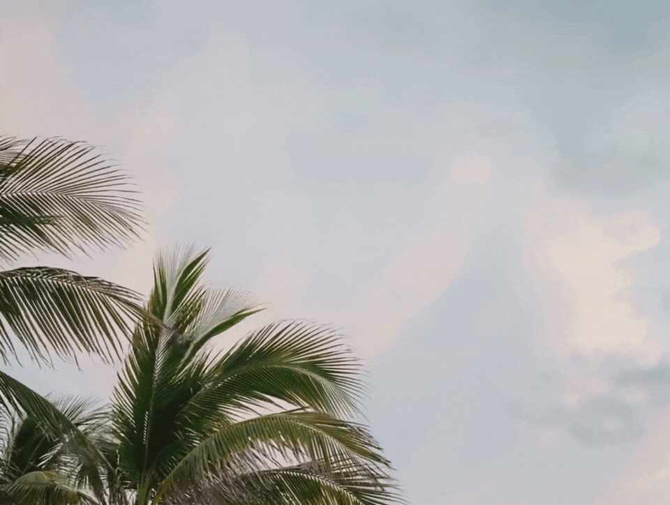Palm trees in Palm Beach County, Florida – home of De Carolis Concierge Medicine