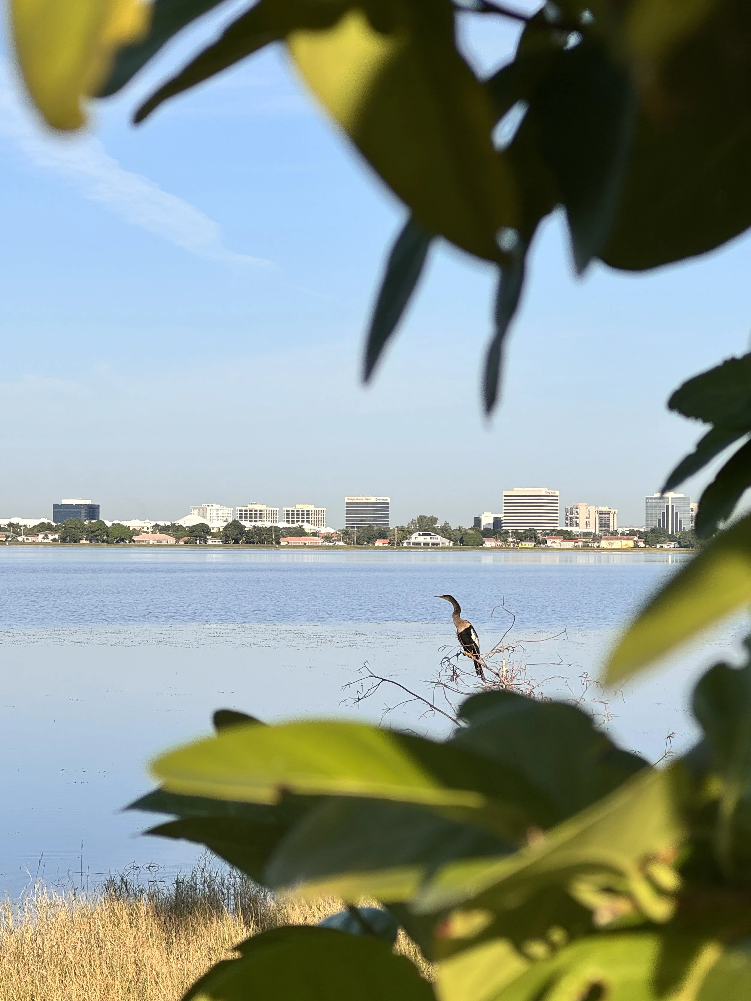 Lakefront view with bird and Palm Beach city skyline in Florida – setting for De Carolis Concierge Medicine