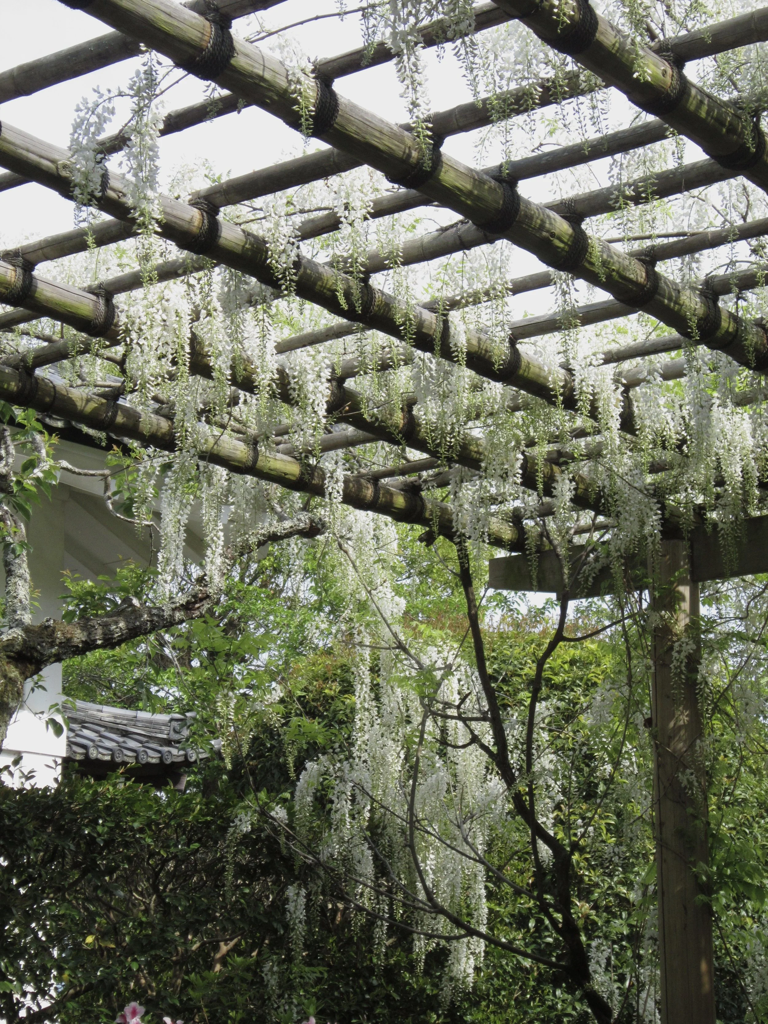 Japanese Garden (2025)
