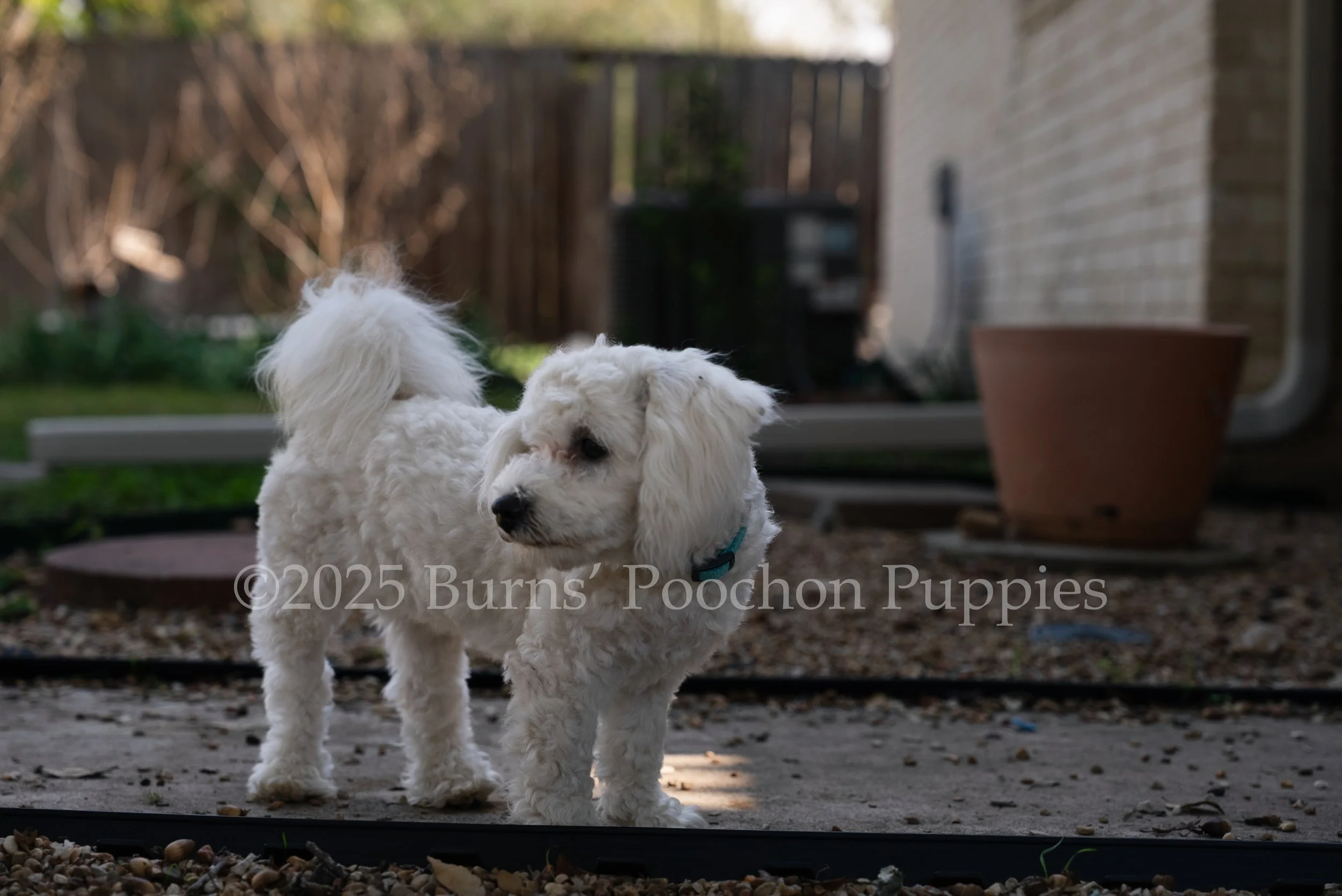 Millie, a full blooded Bichon Frise is outside standing on the sidewalk looking to the side.