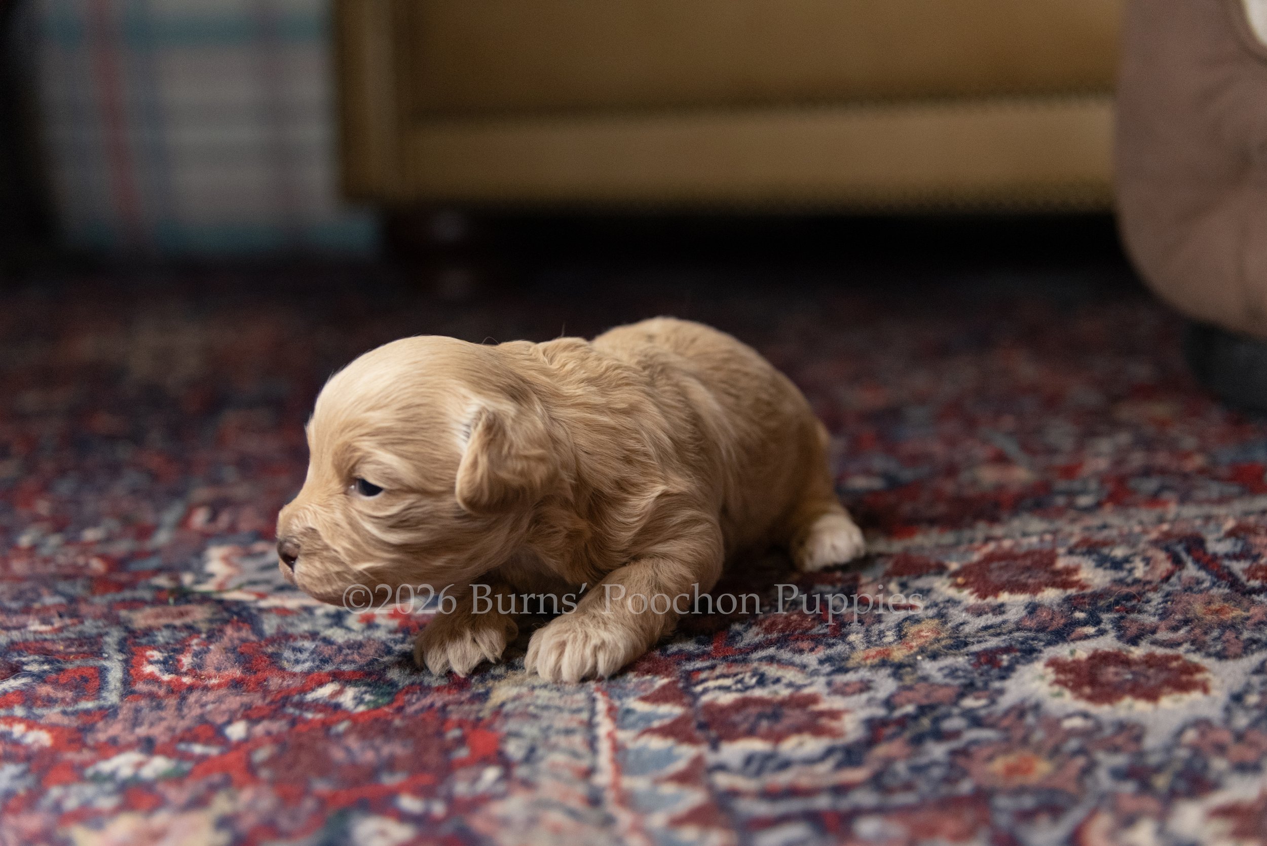 Olive, female F1B Bichpoo Puppy at 3 weeks old.