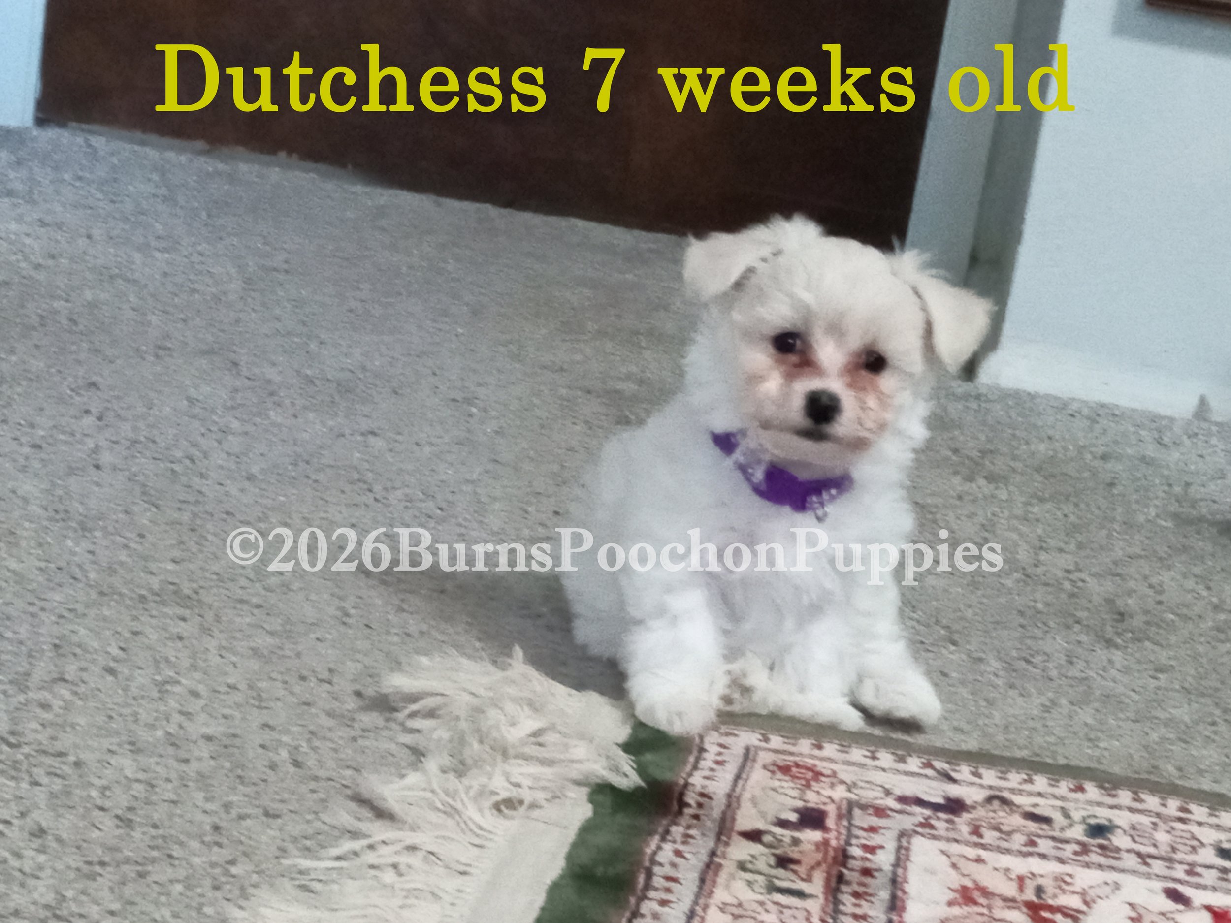 2026 05 11 Dutchess 7 wks wc.jpg