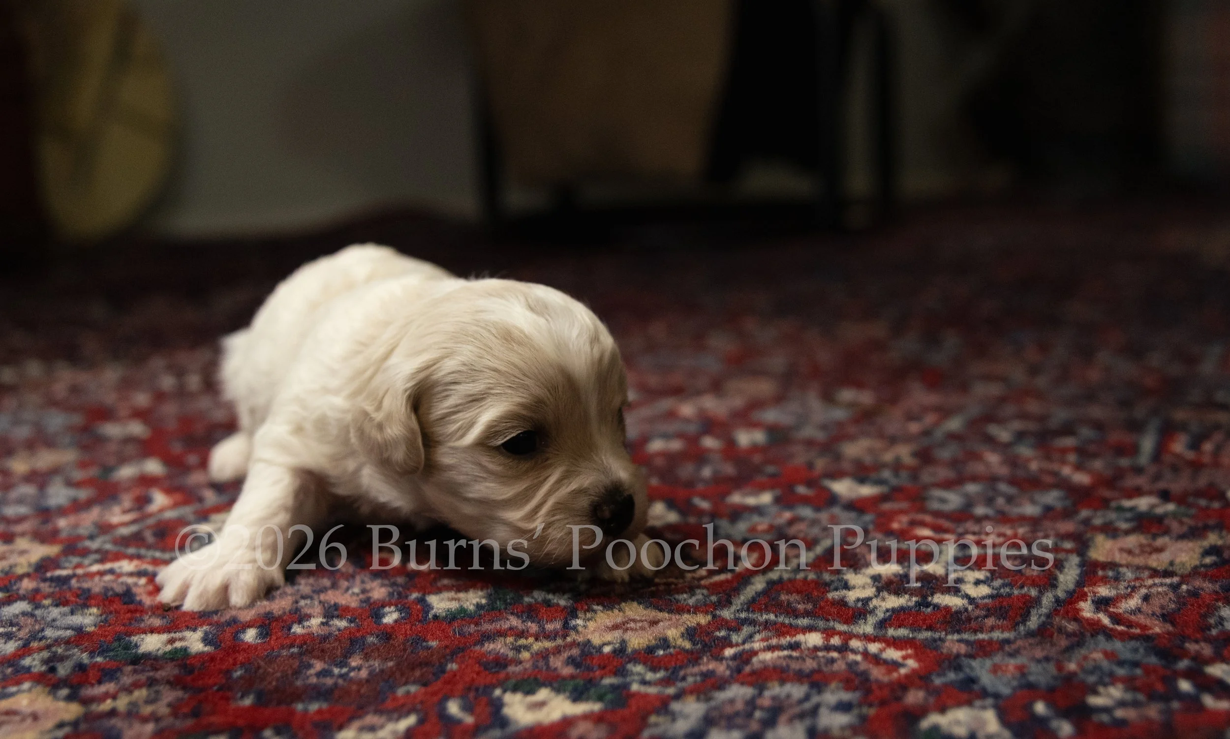 Gatsby, male F1B Bichpoo Puppy at 3 weeks old.