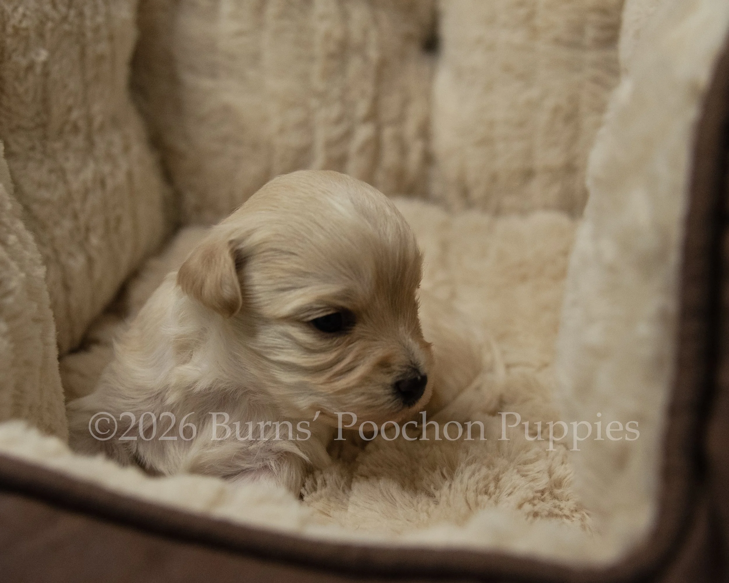Ginny, female F1B Bichpoo Puppy at 3 weeks old.