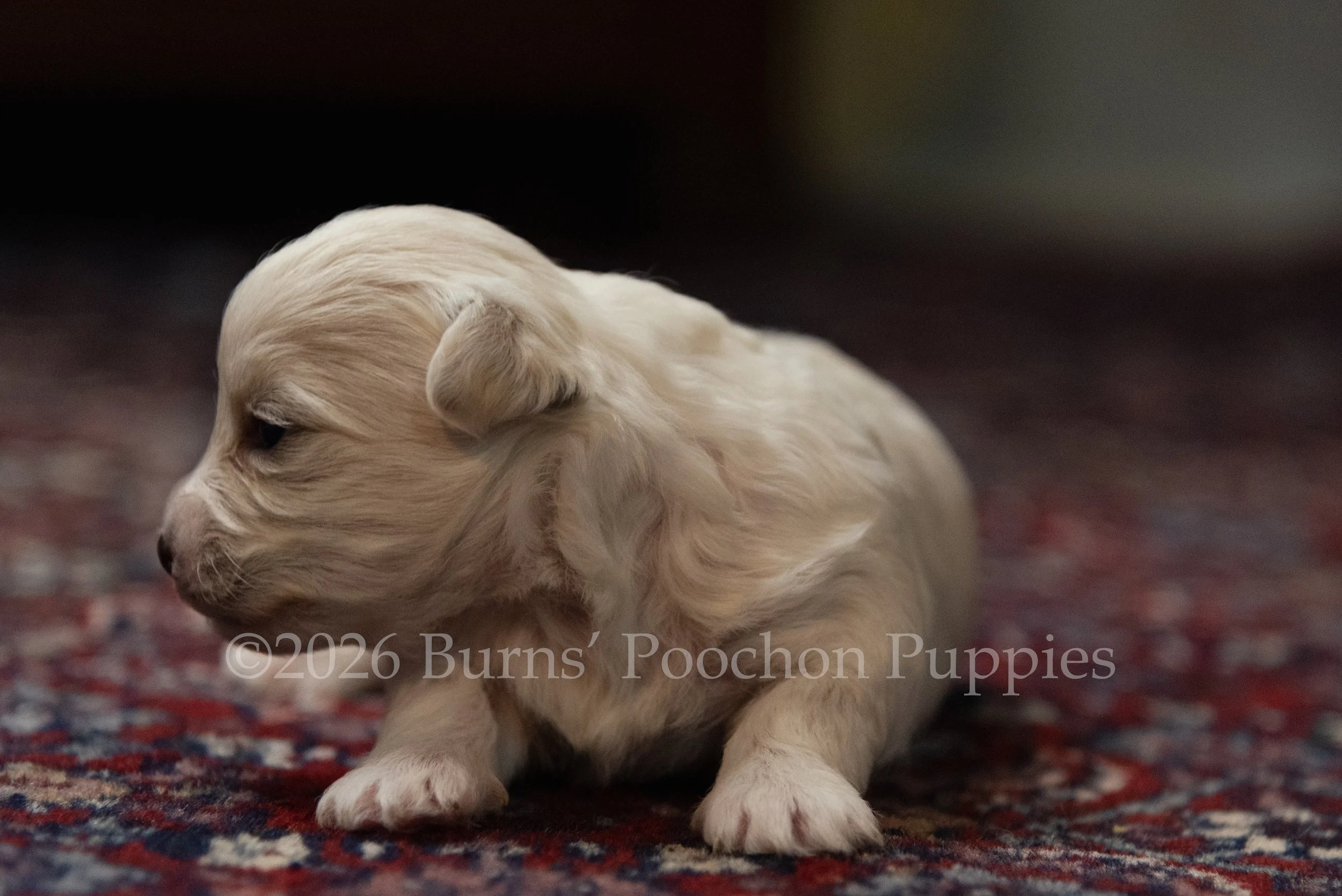 Dutchess, female F1B Bichpoo Puppy at 3 weeks old.