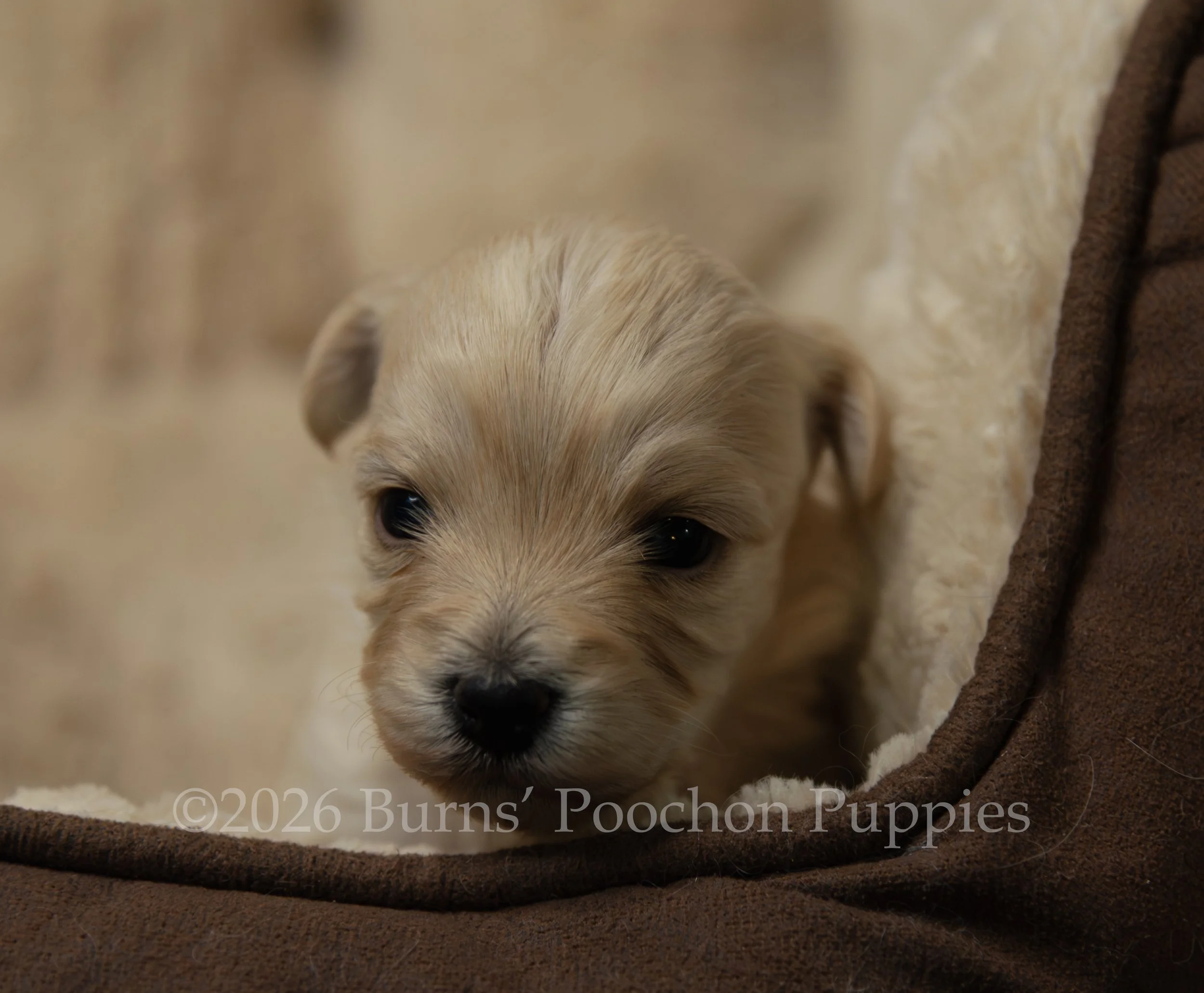 Ginny, female F1B Bichpoo Puppy at 3 weeks old.