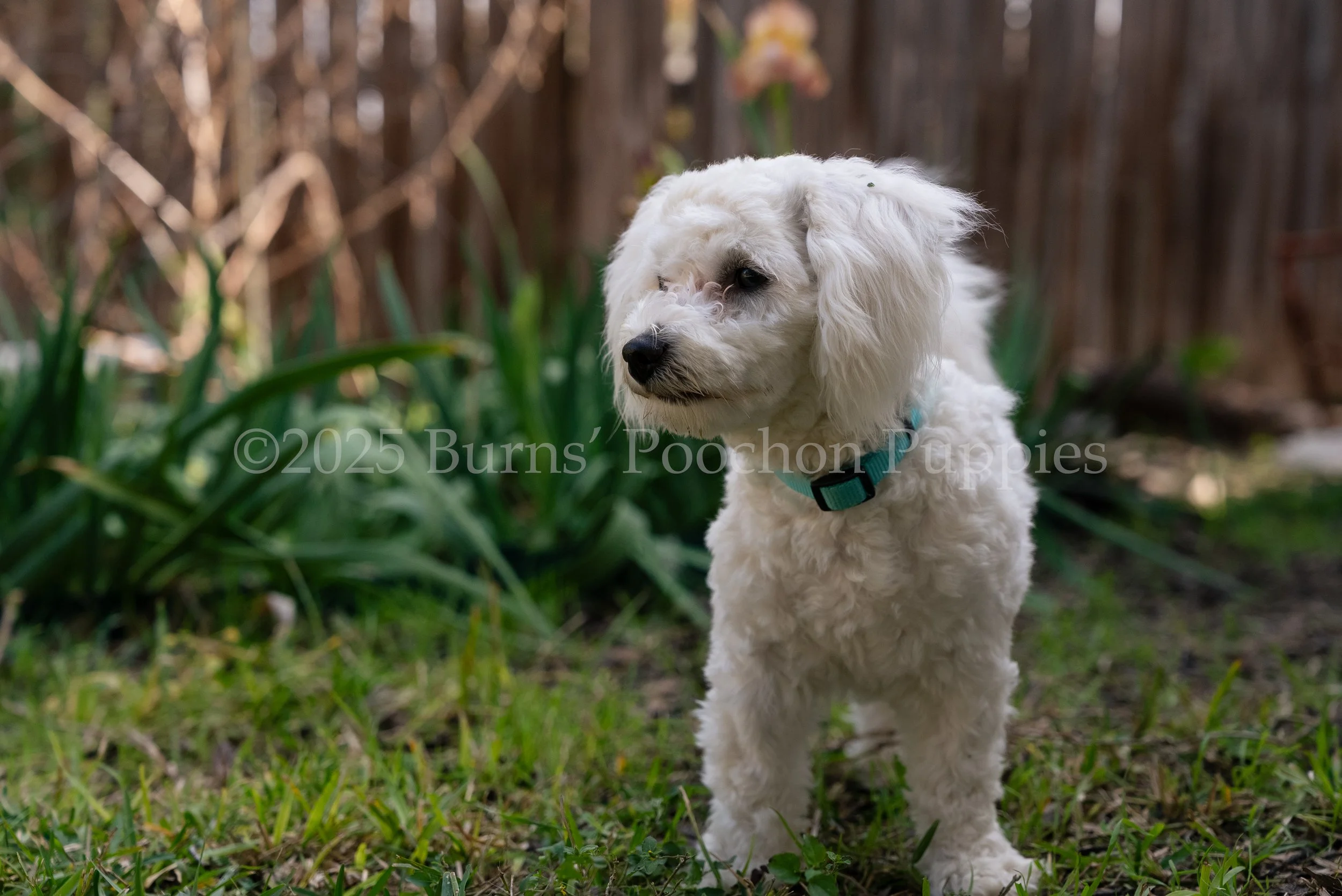 Millie, a full blooded Bichon Frise, is standing outside on the grass looking to the side.