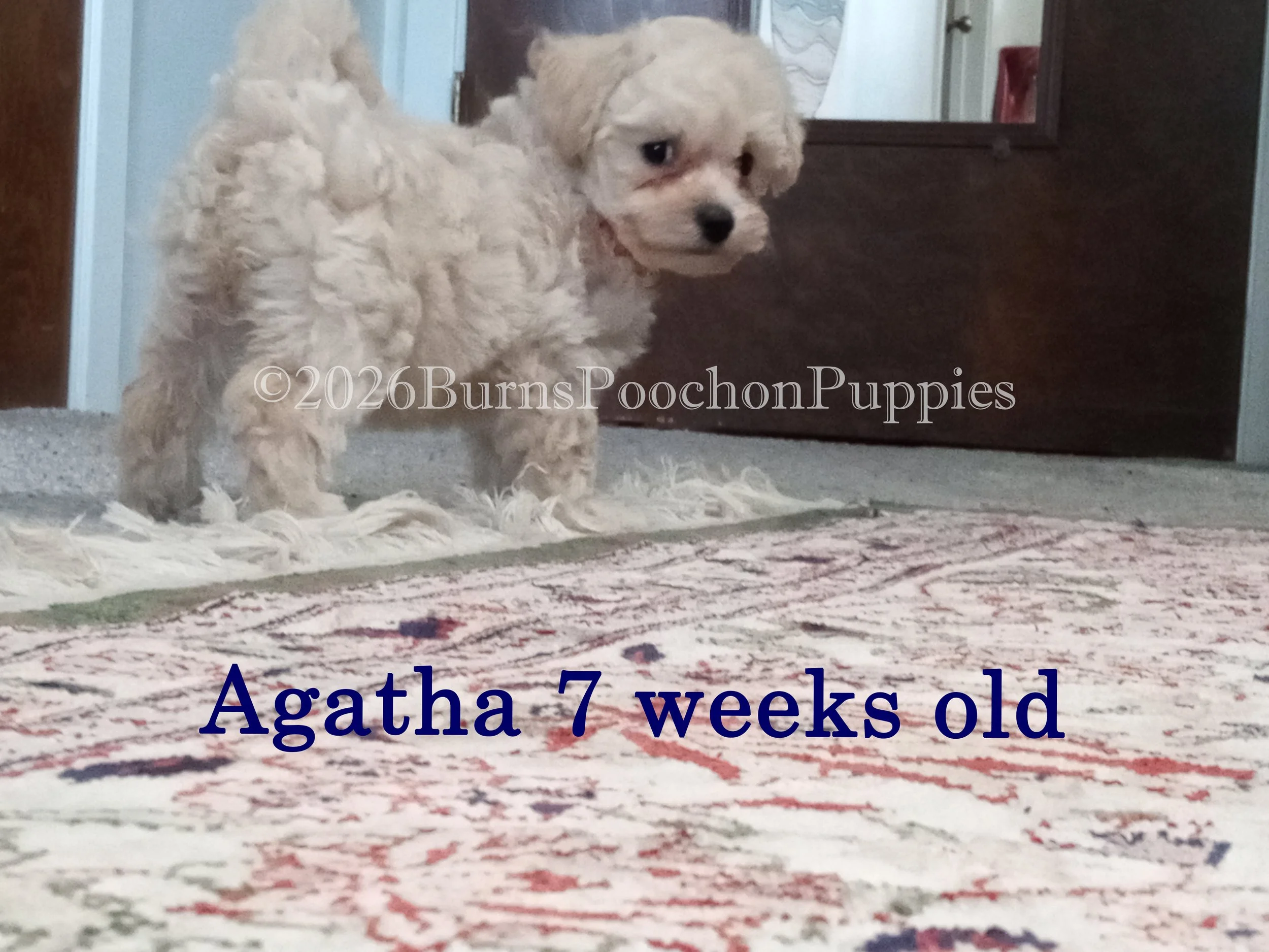 Agatha, 7 wk old poochon puppy