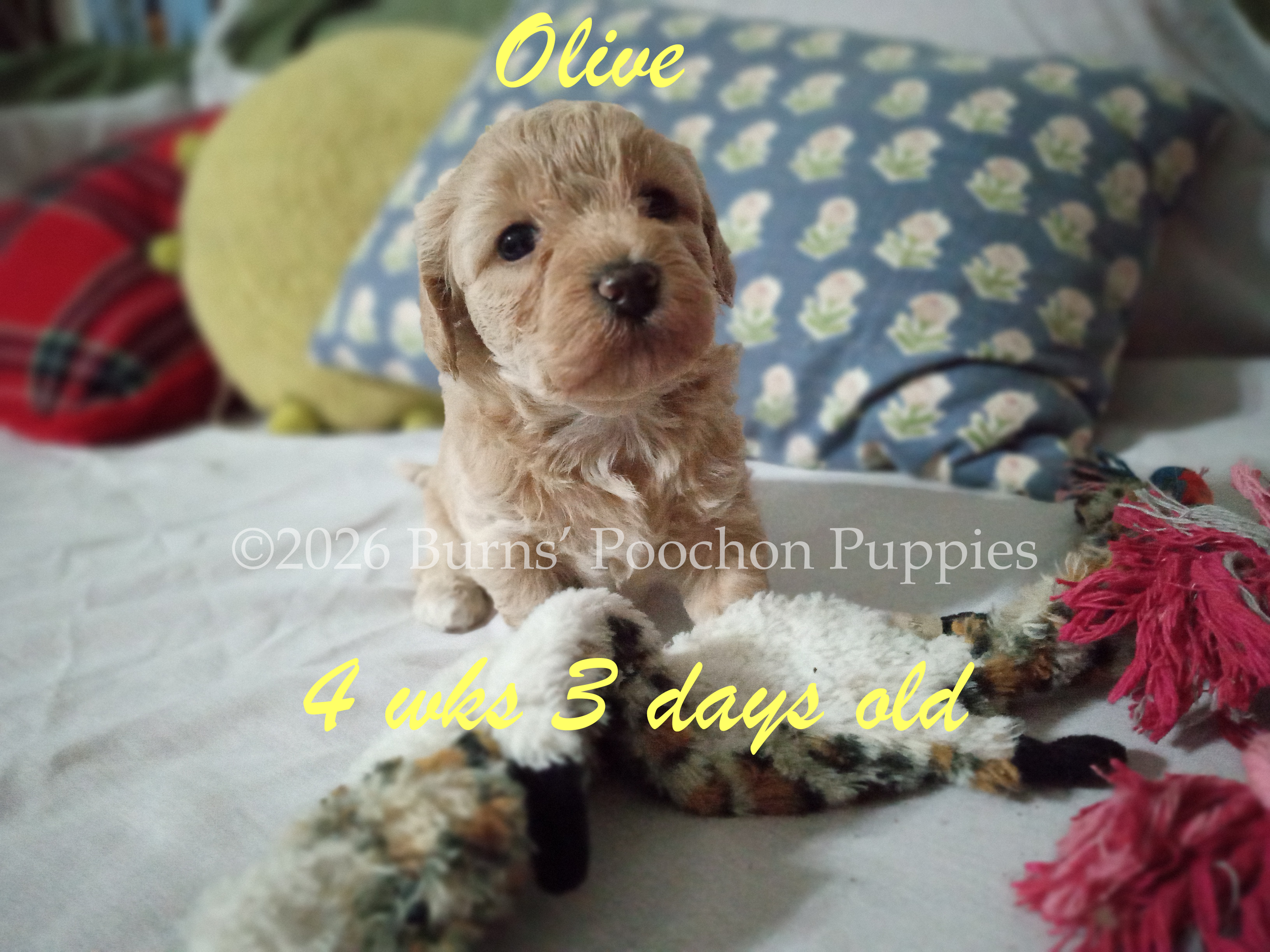 Poochon puppy Olive at 4 wks 3 days