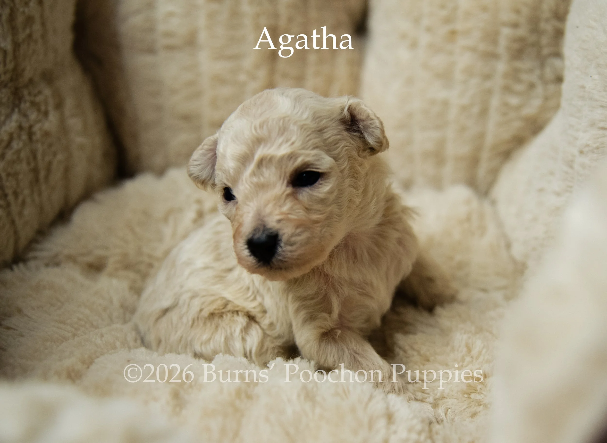 Agatha, a female F1B Poochon Puppy sitting for their portrait.