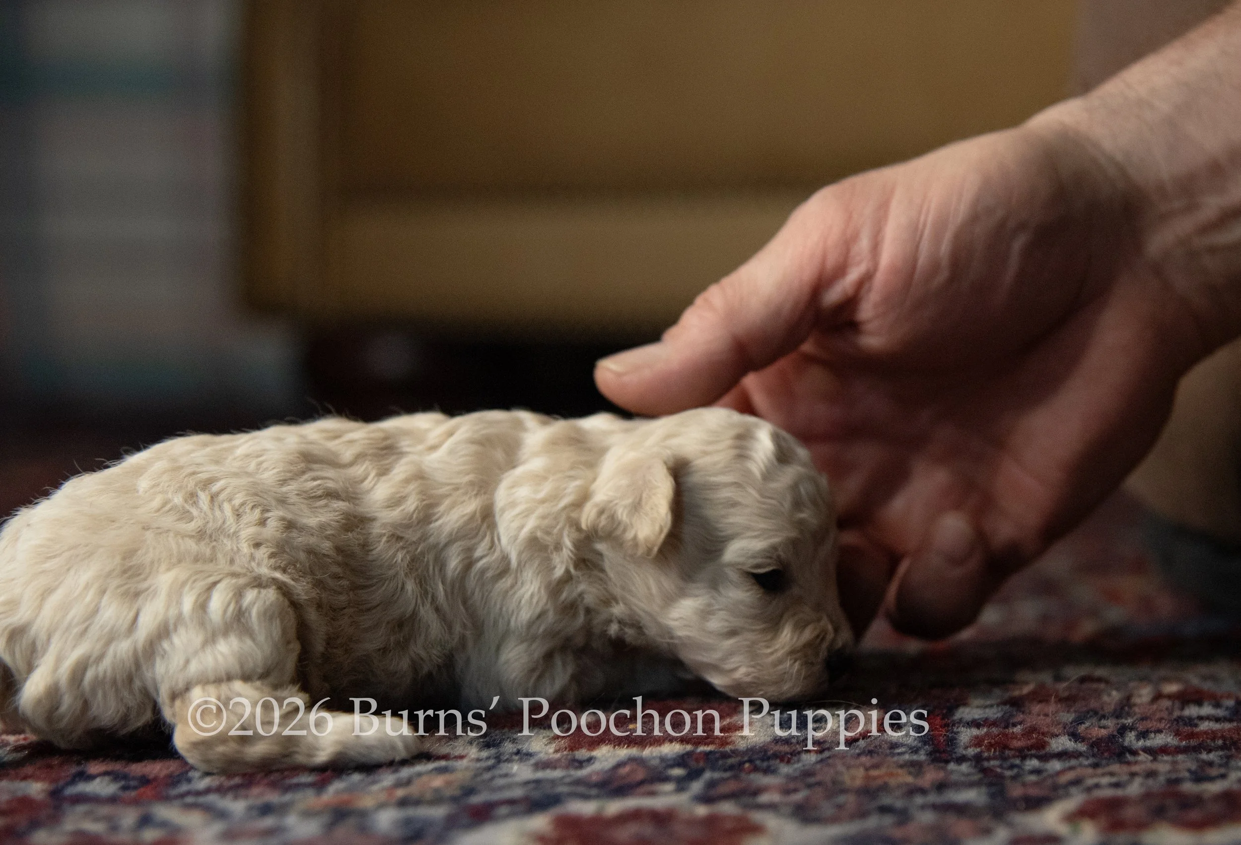 Agatha, female F1B Bichpoo Puppy at 3 weeks old.