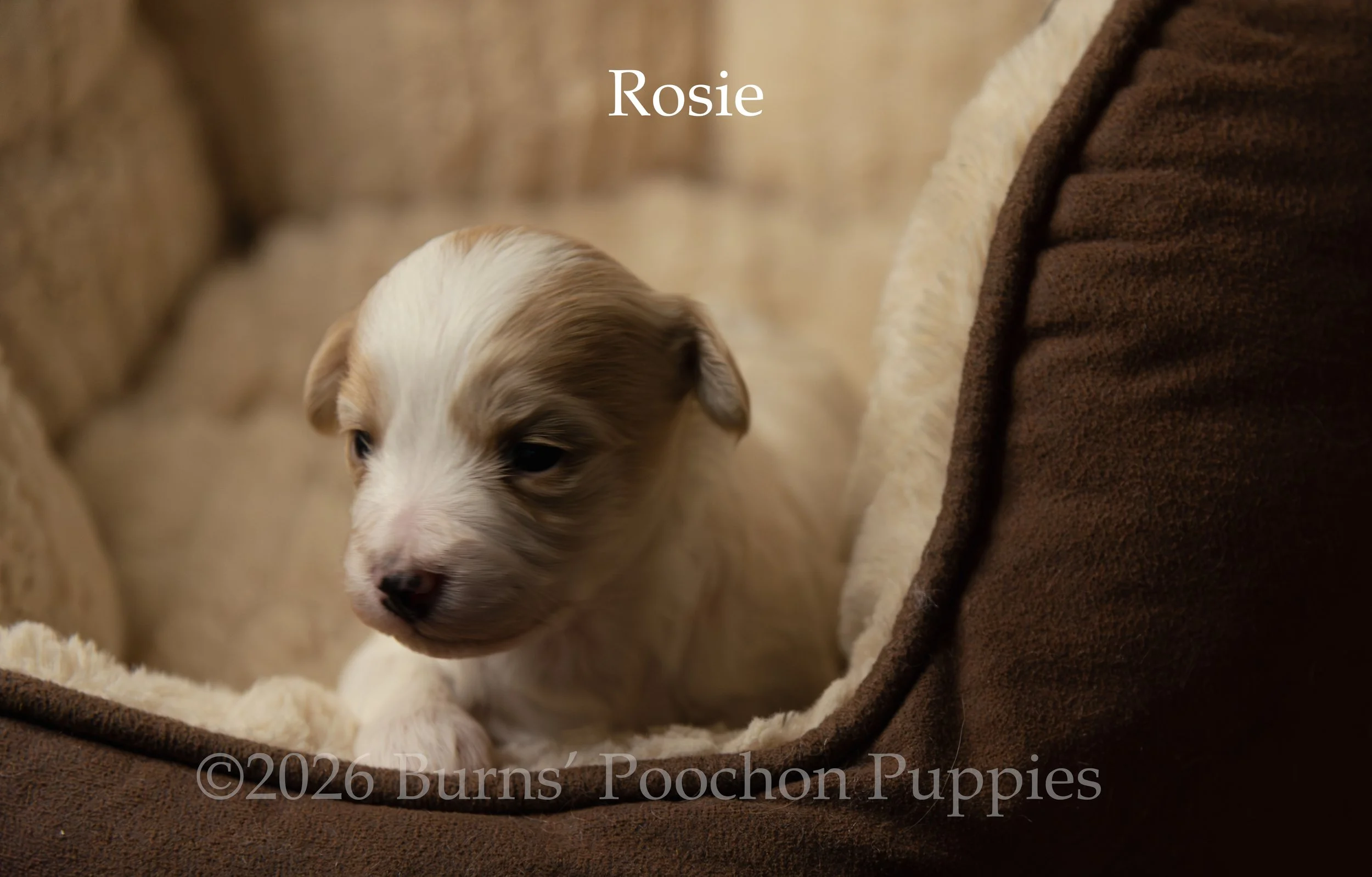 Rosie, a female F1B Poochon Puppy sitting for their portrait.